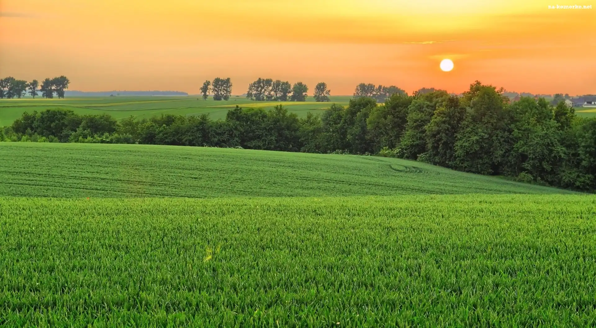 Zachód, Drzewa, Słońca, Pola