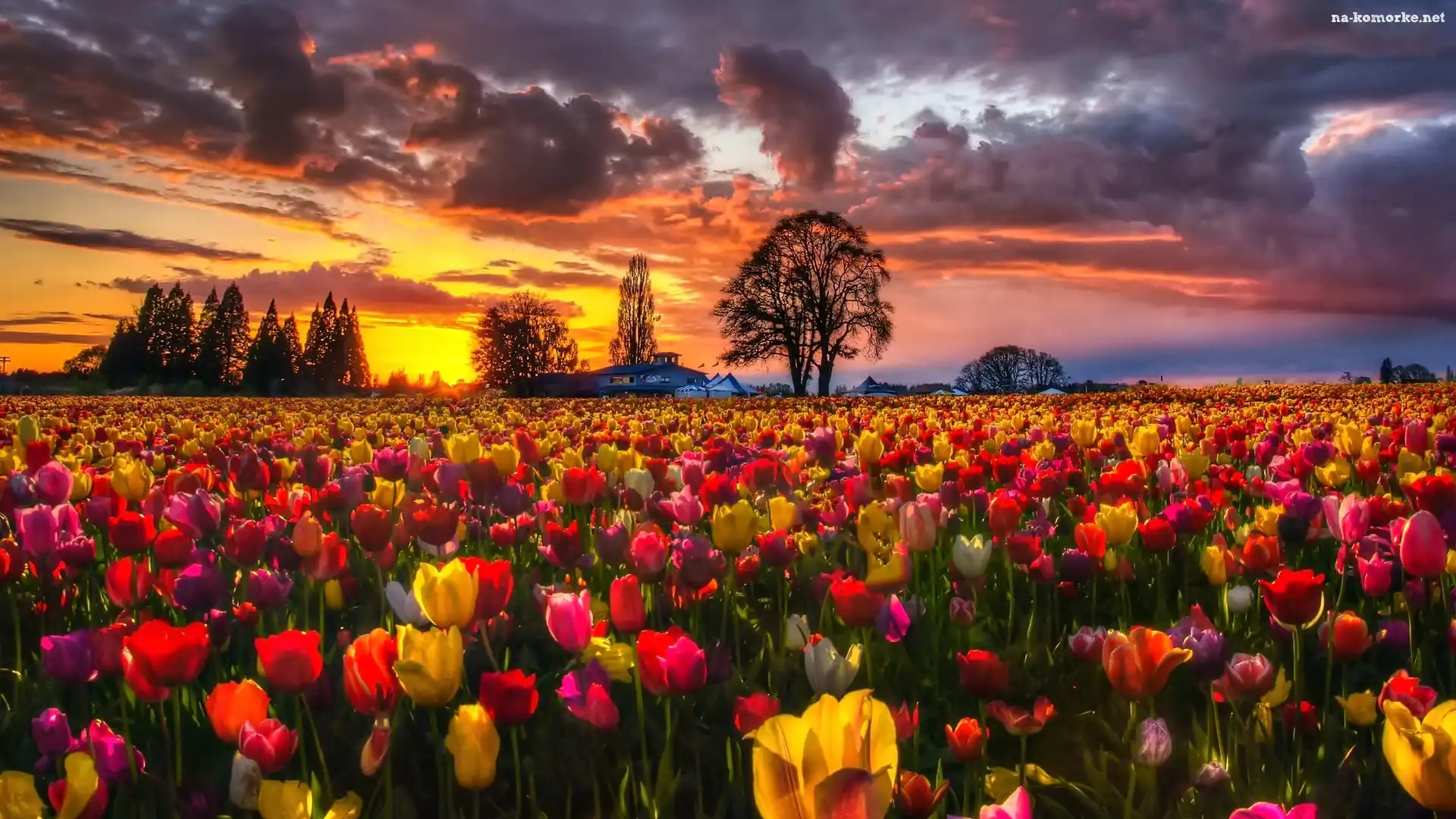 Zachód, Tulipany, Słońca, Kolorowe