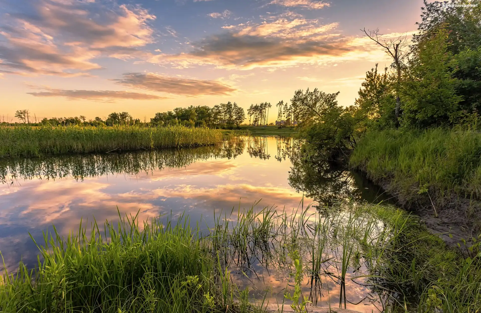 Zachód słońca, Jezioro, Szuwary, Trawa, Drzewa