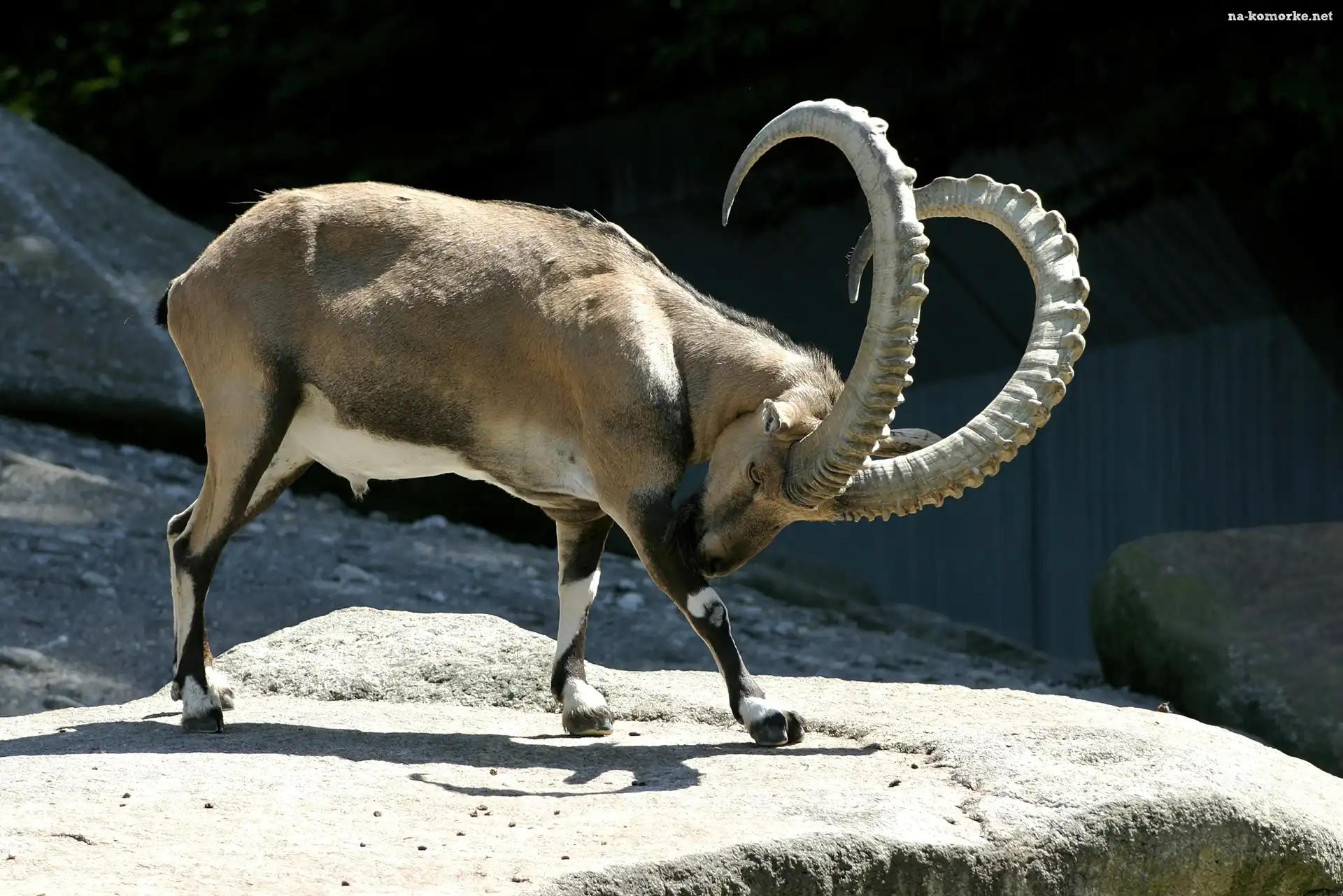 Kozioł, Zakręcone, Rogi