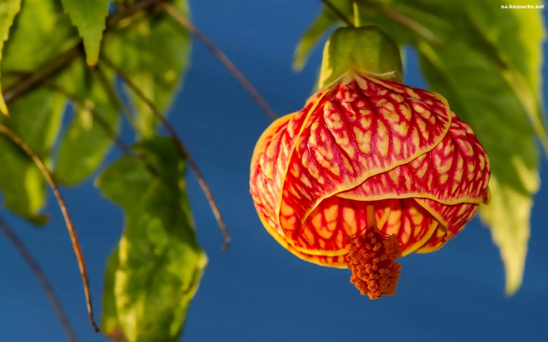 Zaślaz Mieszańcowy, Kwiat, Klonik, Abutilon
