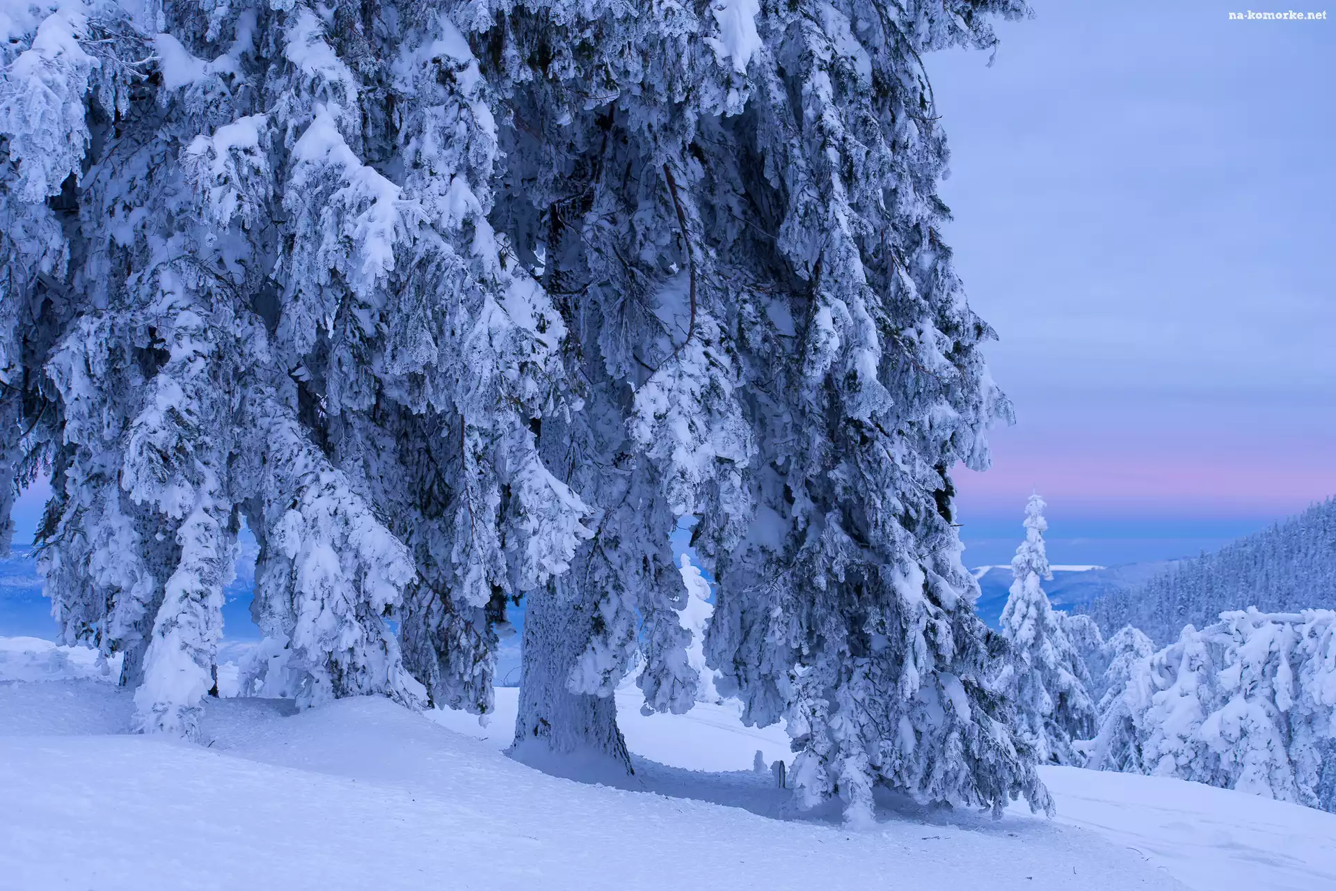 Śnieg, Zima, Zaśnieżone, Drzewa