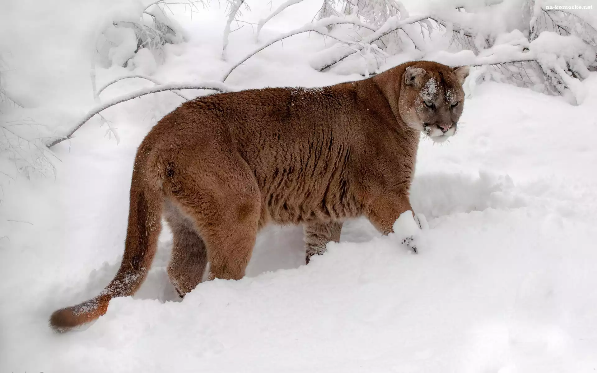 Puma, Zaspy, Śnieżne