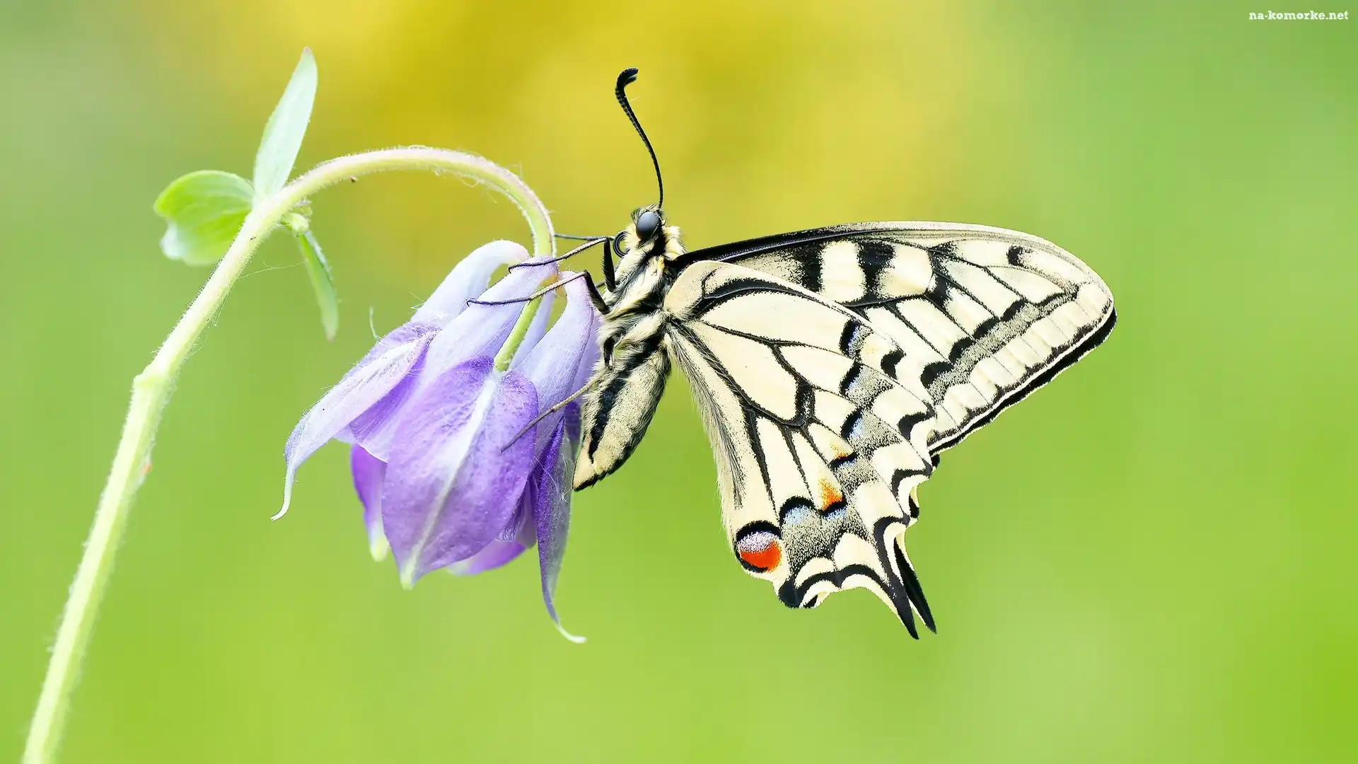 Zbliżenie, Motyl, Paź królowej, Fioletowy, Kwiat