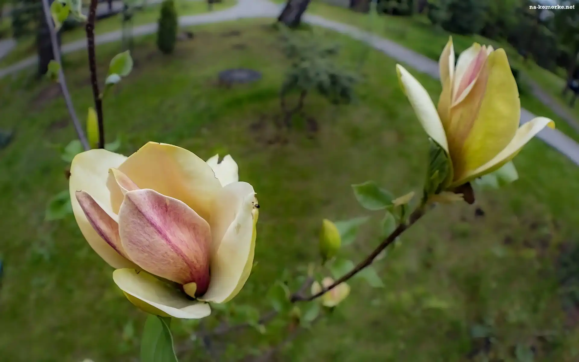 Zbliżenie, Żółte, Kwiaty, Magnolia, Gałązki