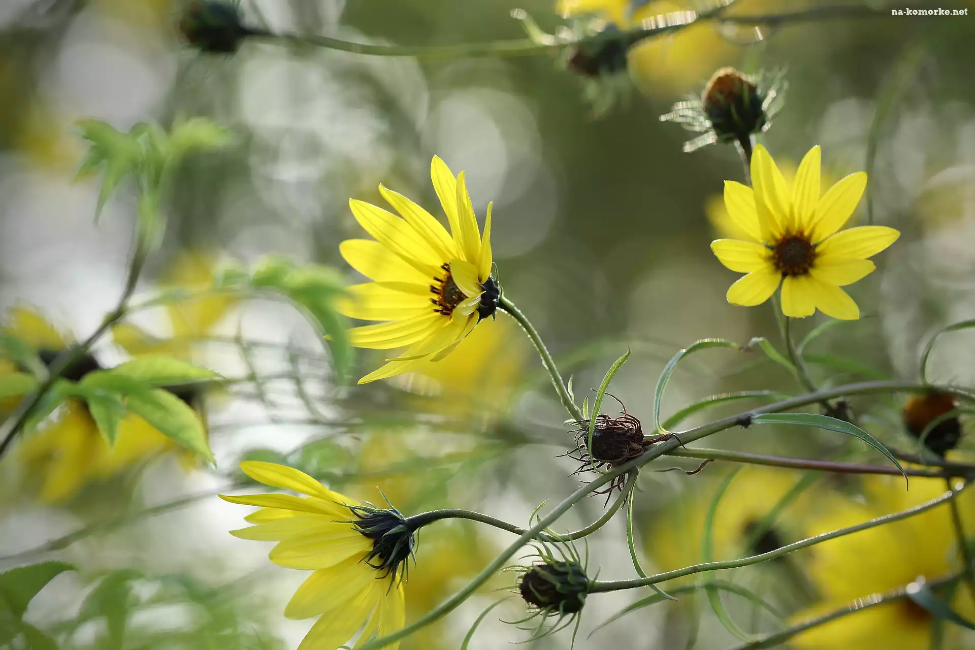 Zbliżenie, Żółte, Kwiaty, Słonecznik ozdobny, Helianthus