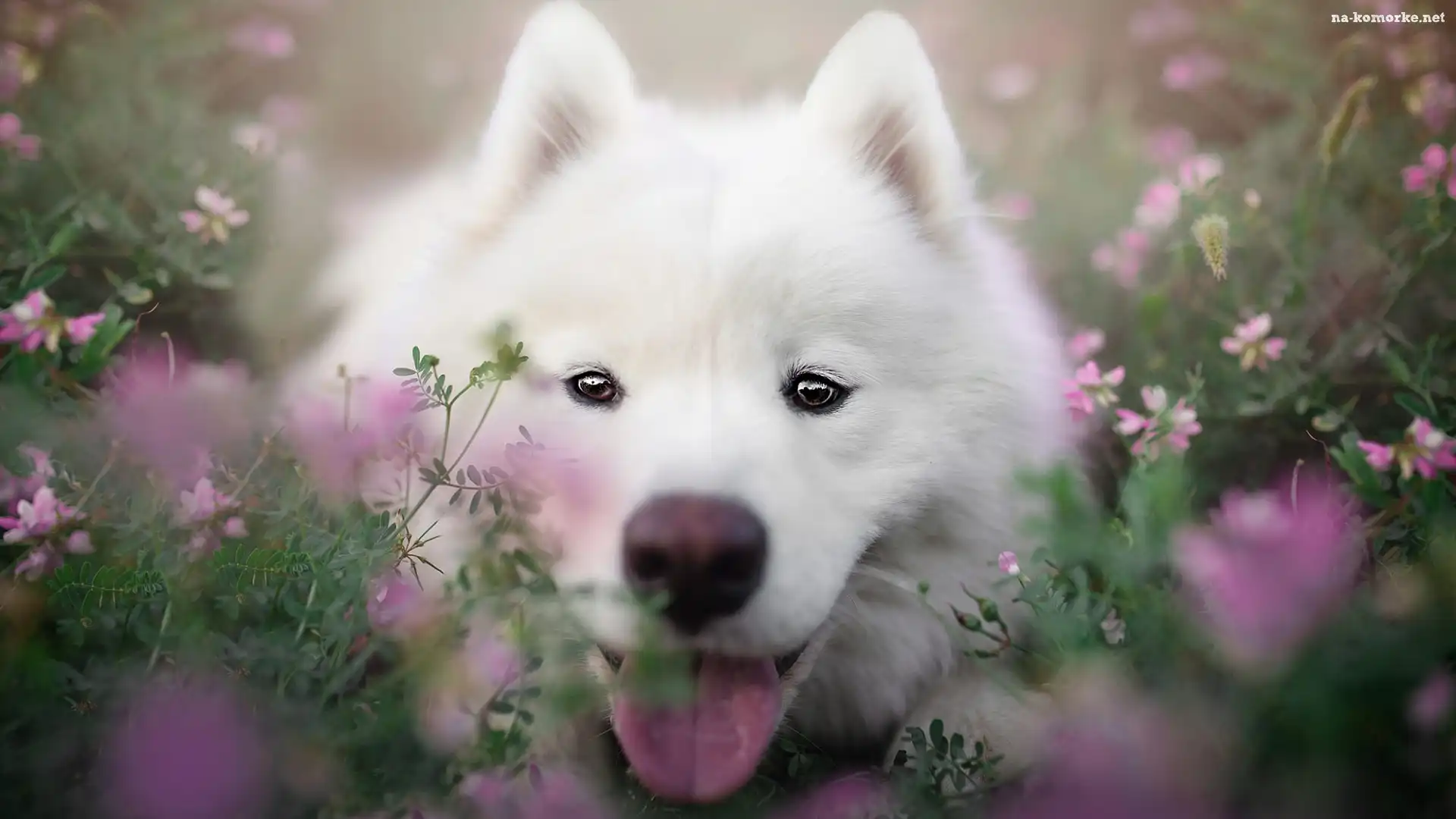 Zbliżenie, Biały, Pies, Samojed, Kwiaty