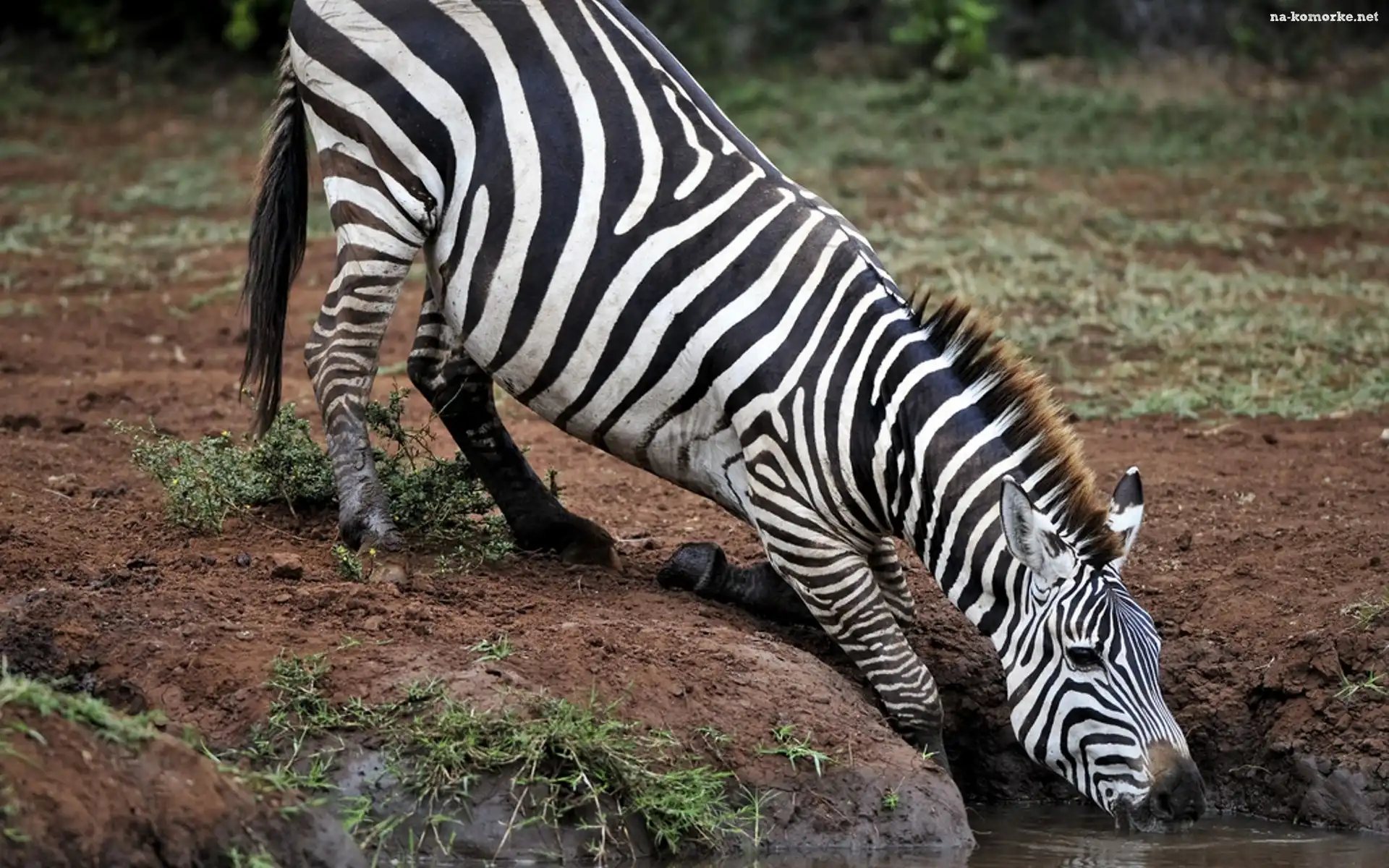 Zebra, Wodopój