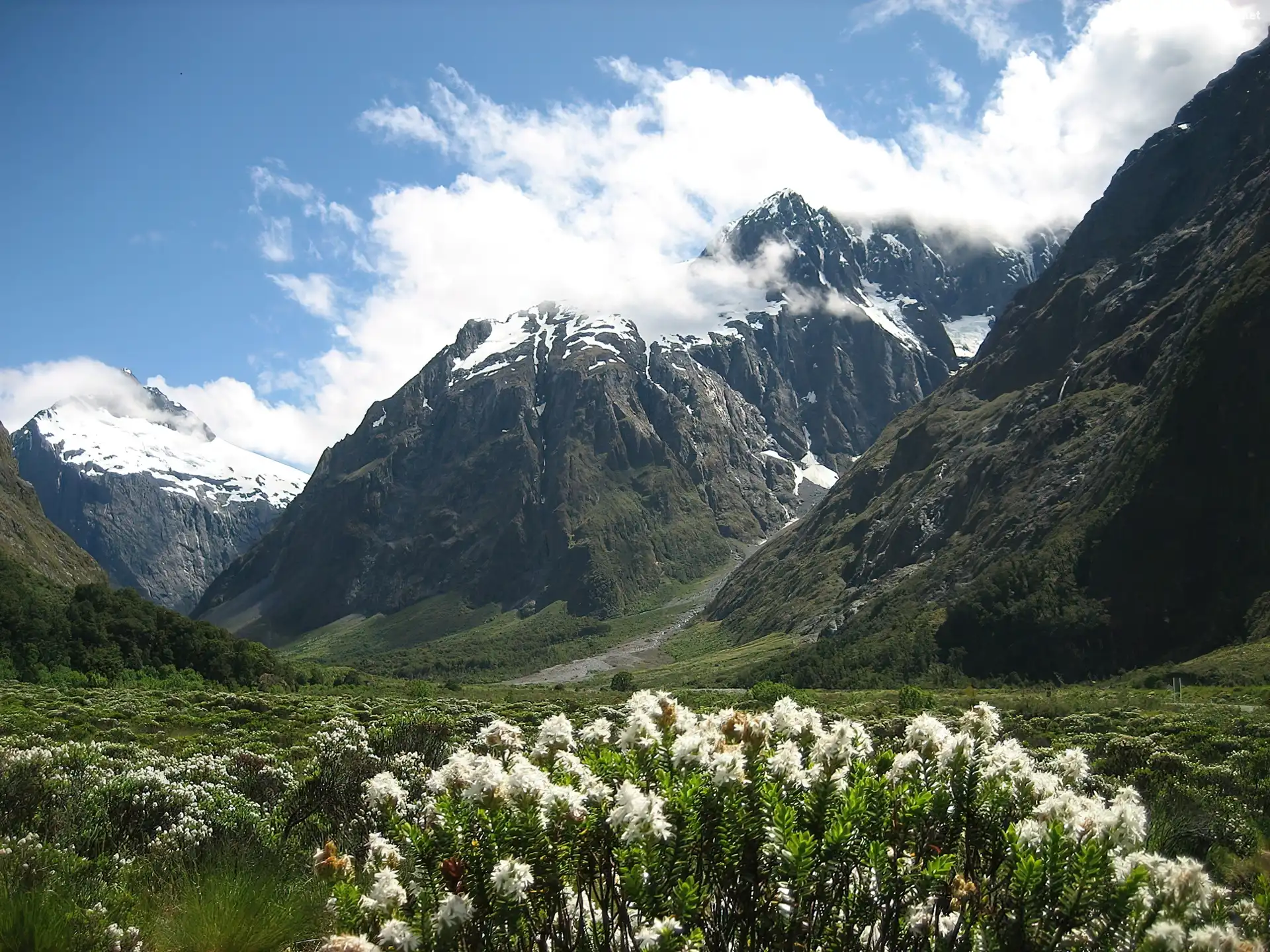 Nowa Zelandia, Góry, Kwiatki, Narodowy Park, Fiordland