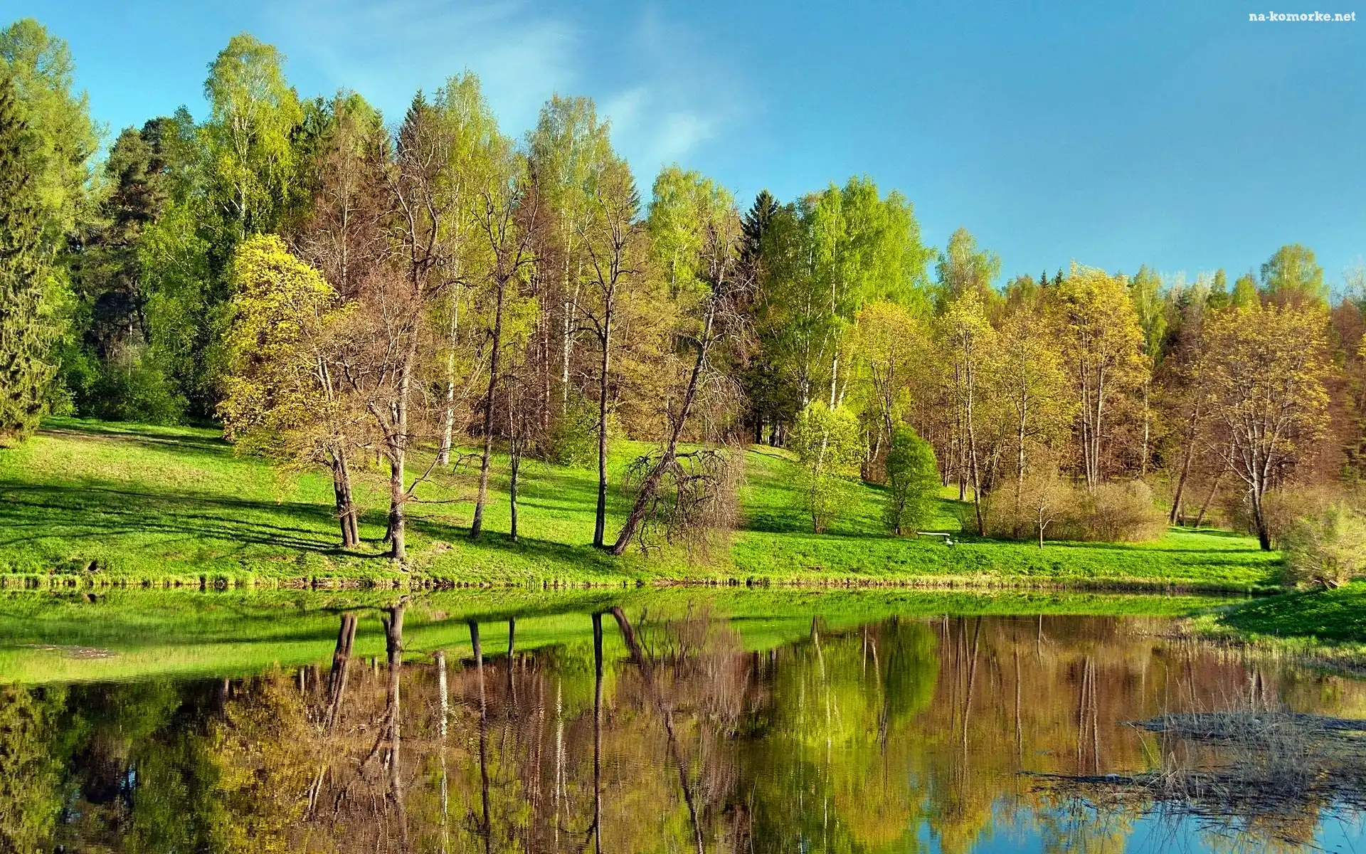 Park, Zieleń, Staw
