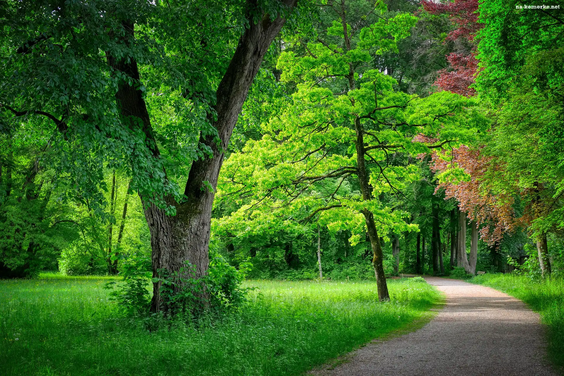 Zieleń, Park, Drzewa, Trawa, Ścieżka