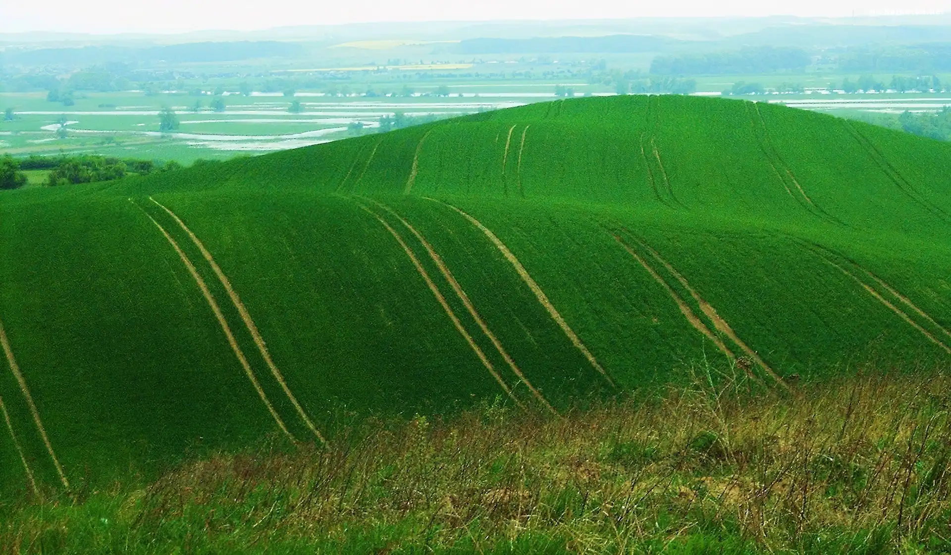 Zielona, Łąka