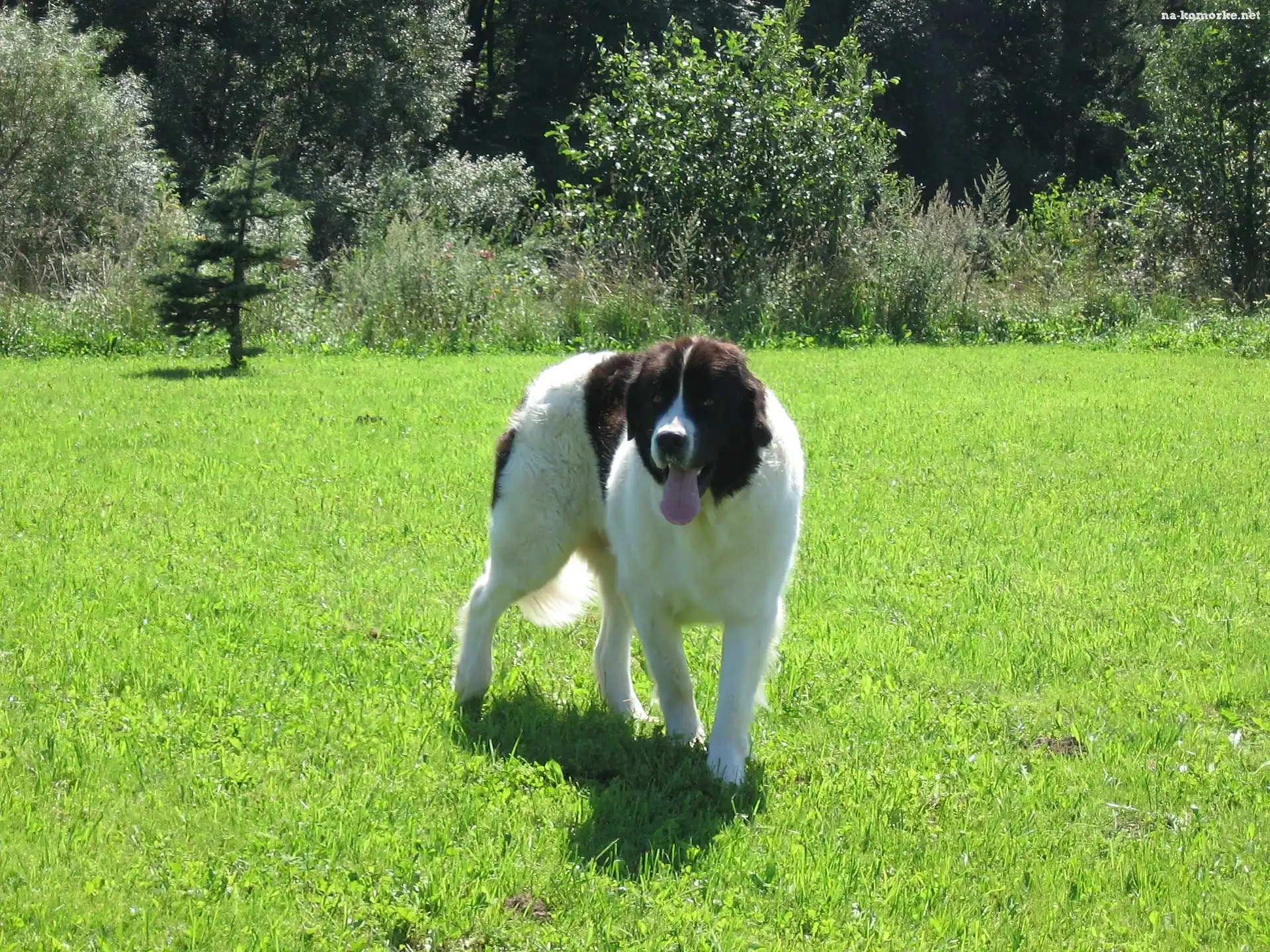 Landseer, zielona, trawa