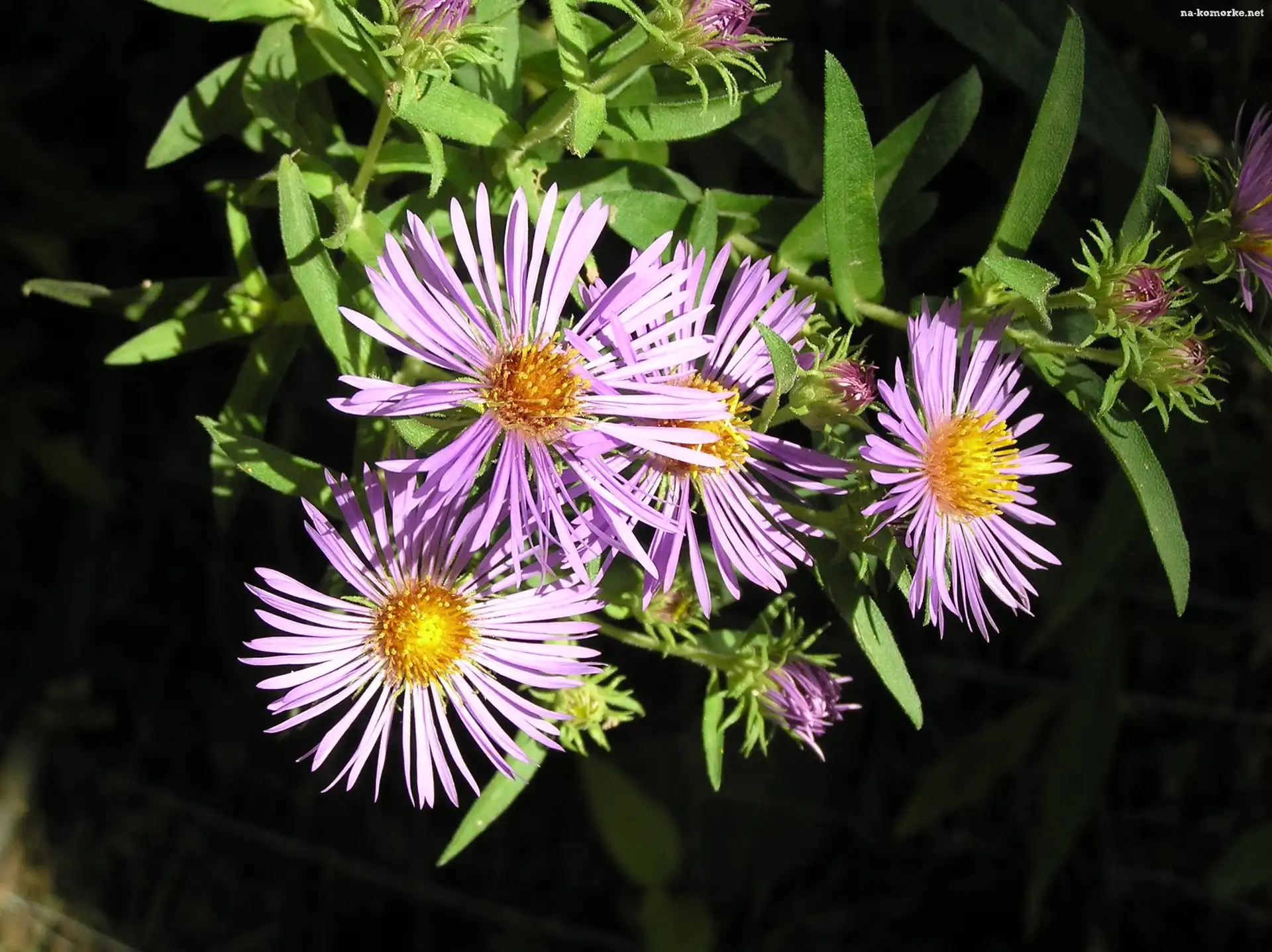 Aster, Zielone, Listki