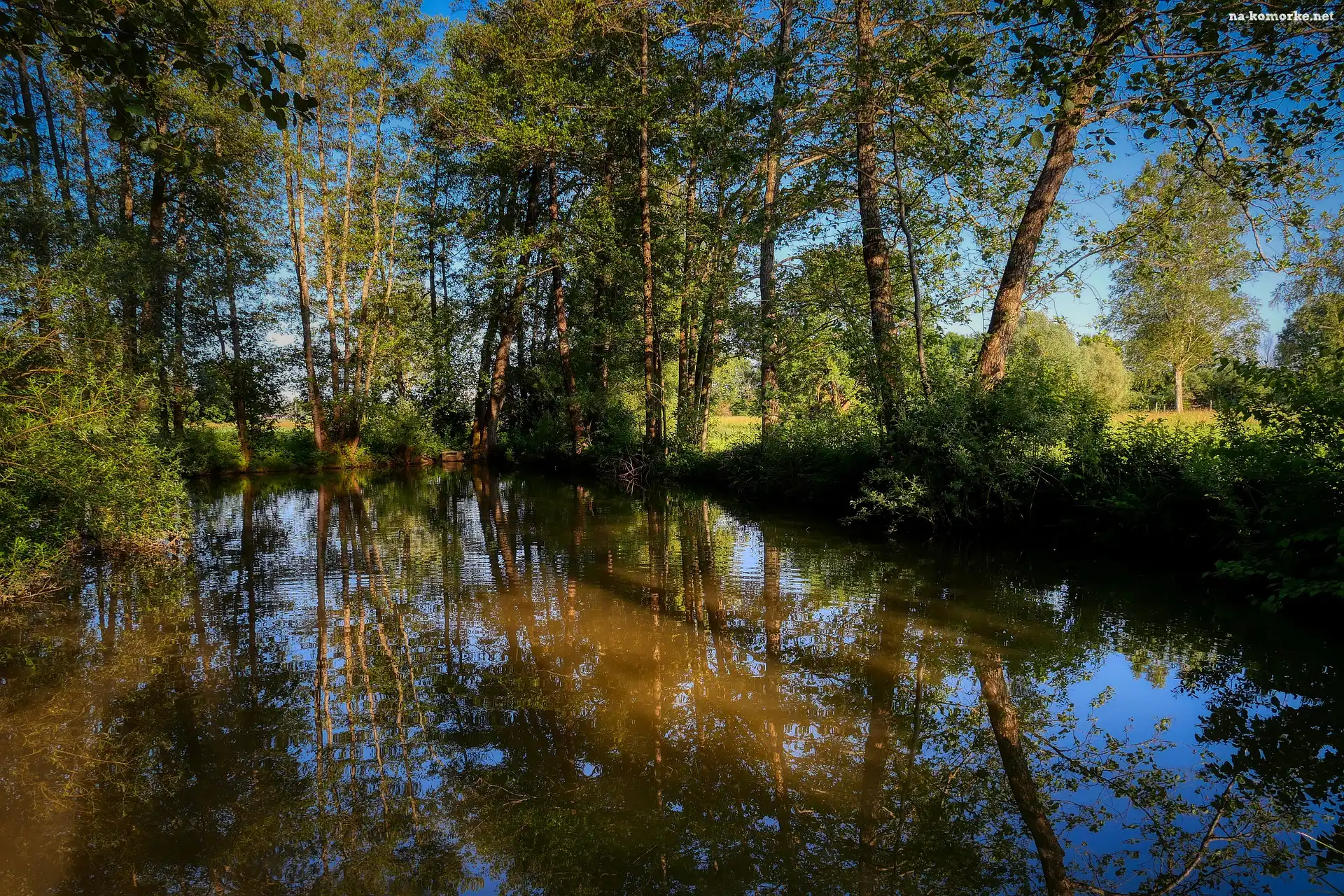 Zielone, Staw, Drzewa