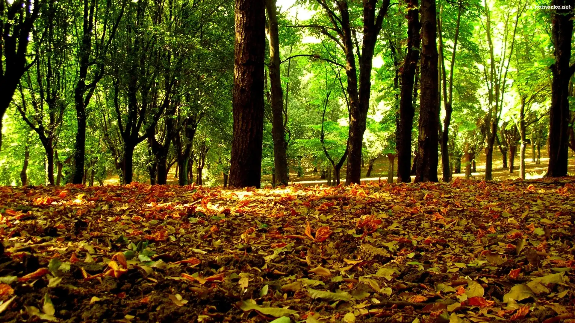 Zielone, liście, Kolorowe, Park, Jesieni, Drzewa