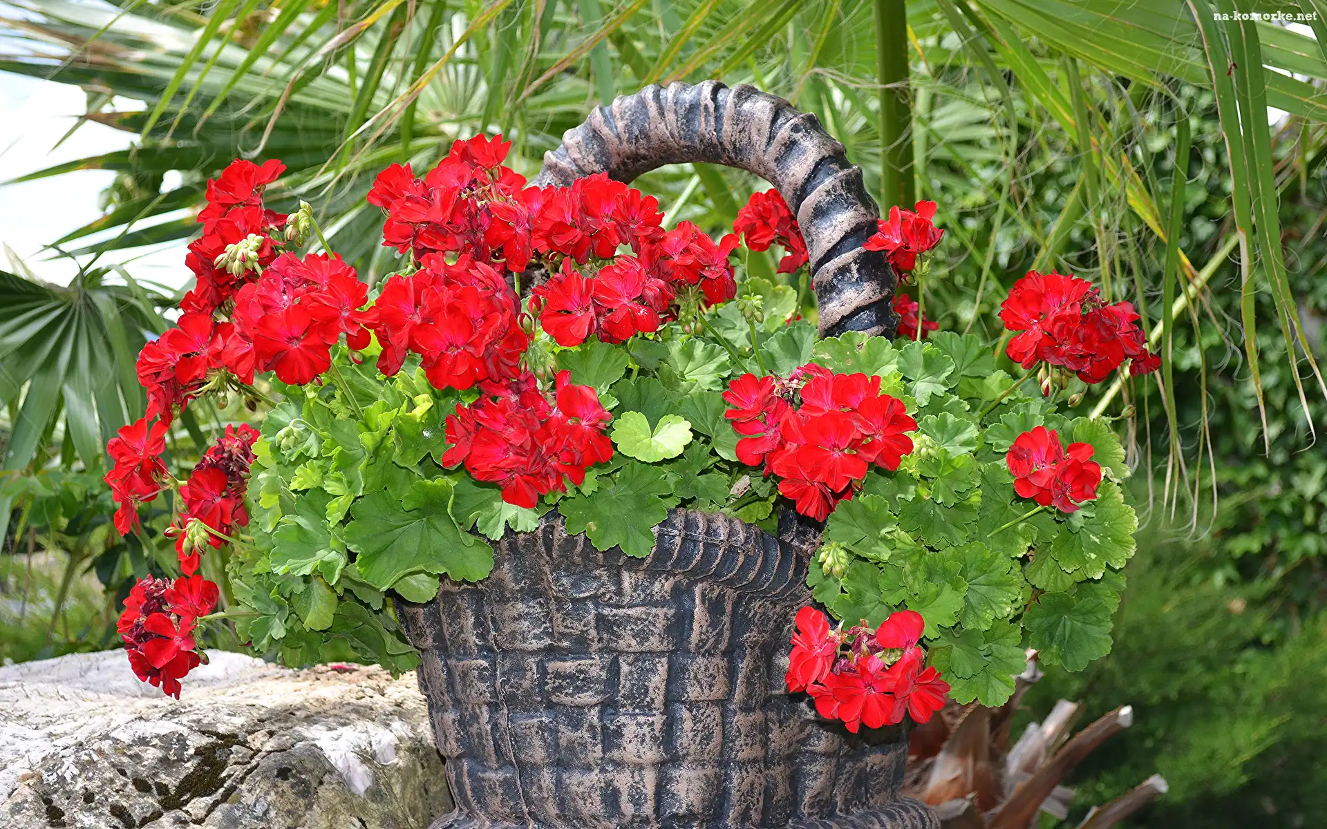 Kwiaty, Zielone, Liście, Czerwona, Pelargonia, Kamienny, Koszyk