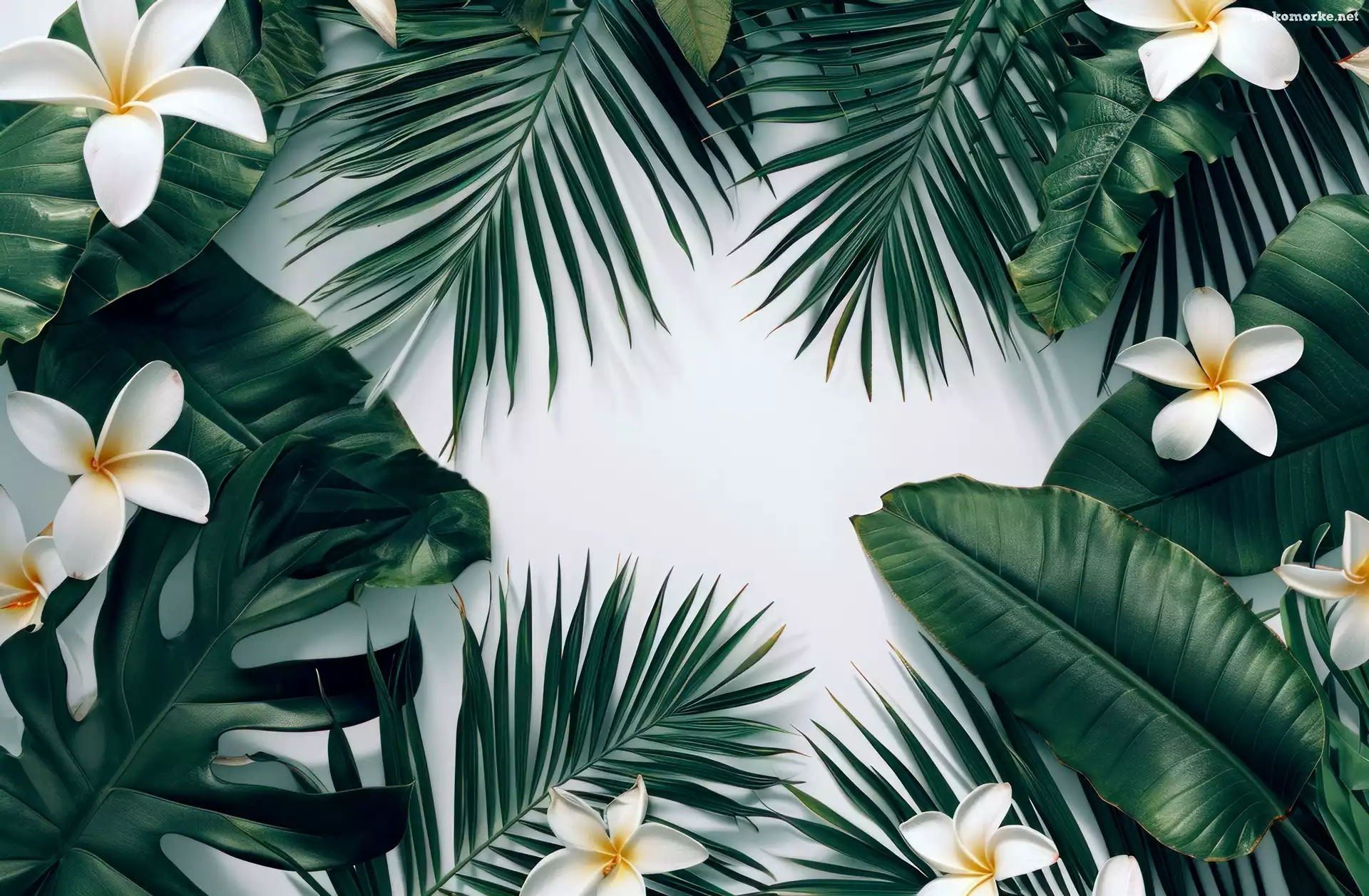 Plumeria, Zielone, Liście, Kwiaty, Grafika