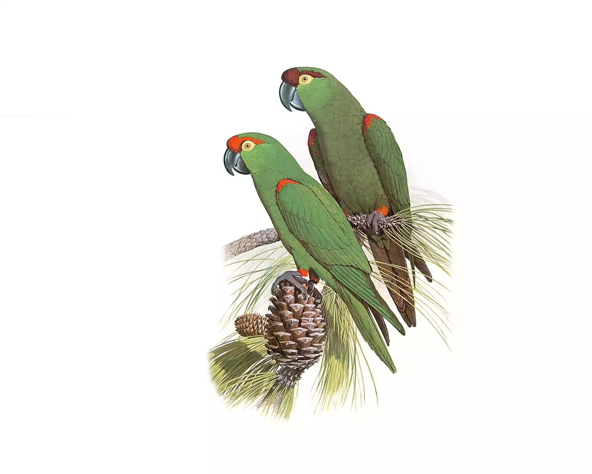 Zielone, Edward Lear, Papugi, Szyszka