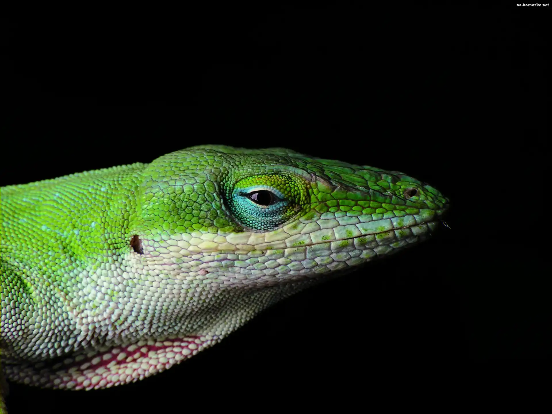 Zielony, King, Jaszczur, Lizard