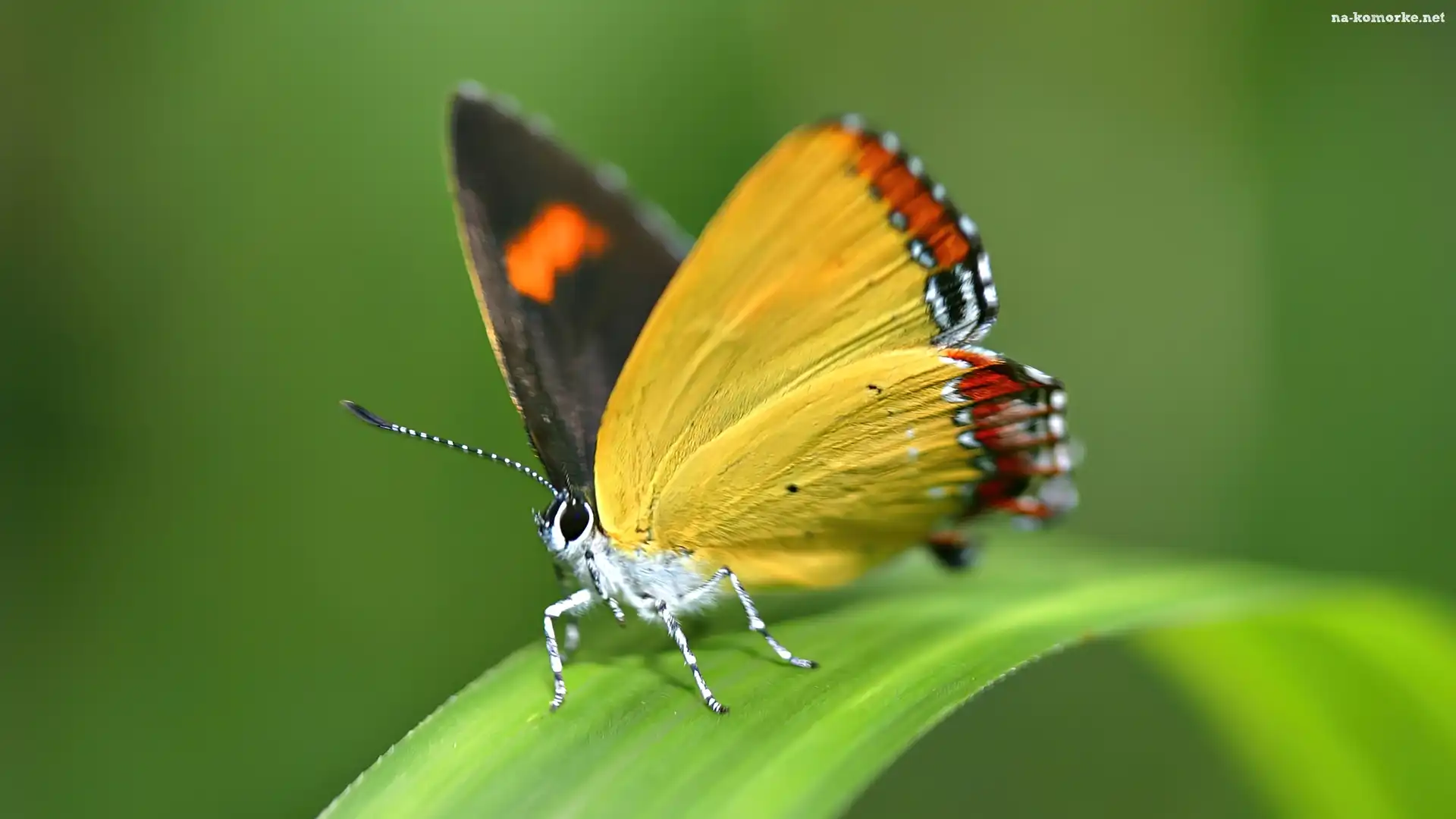 Zielony, Motyl, Liść, Żółty