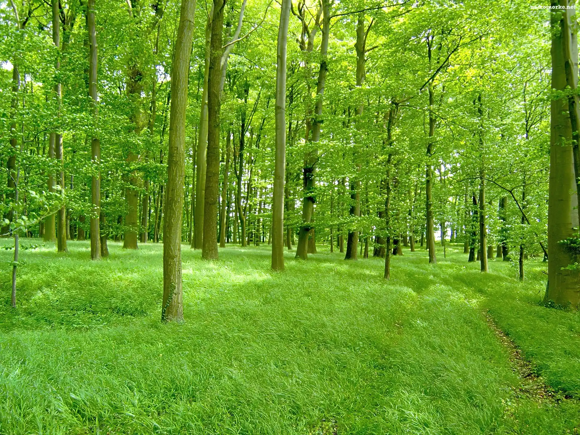 Piękny, Zielony, Las