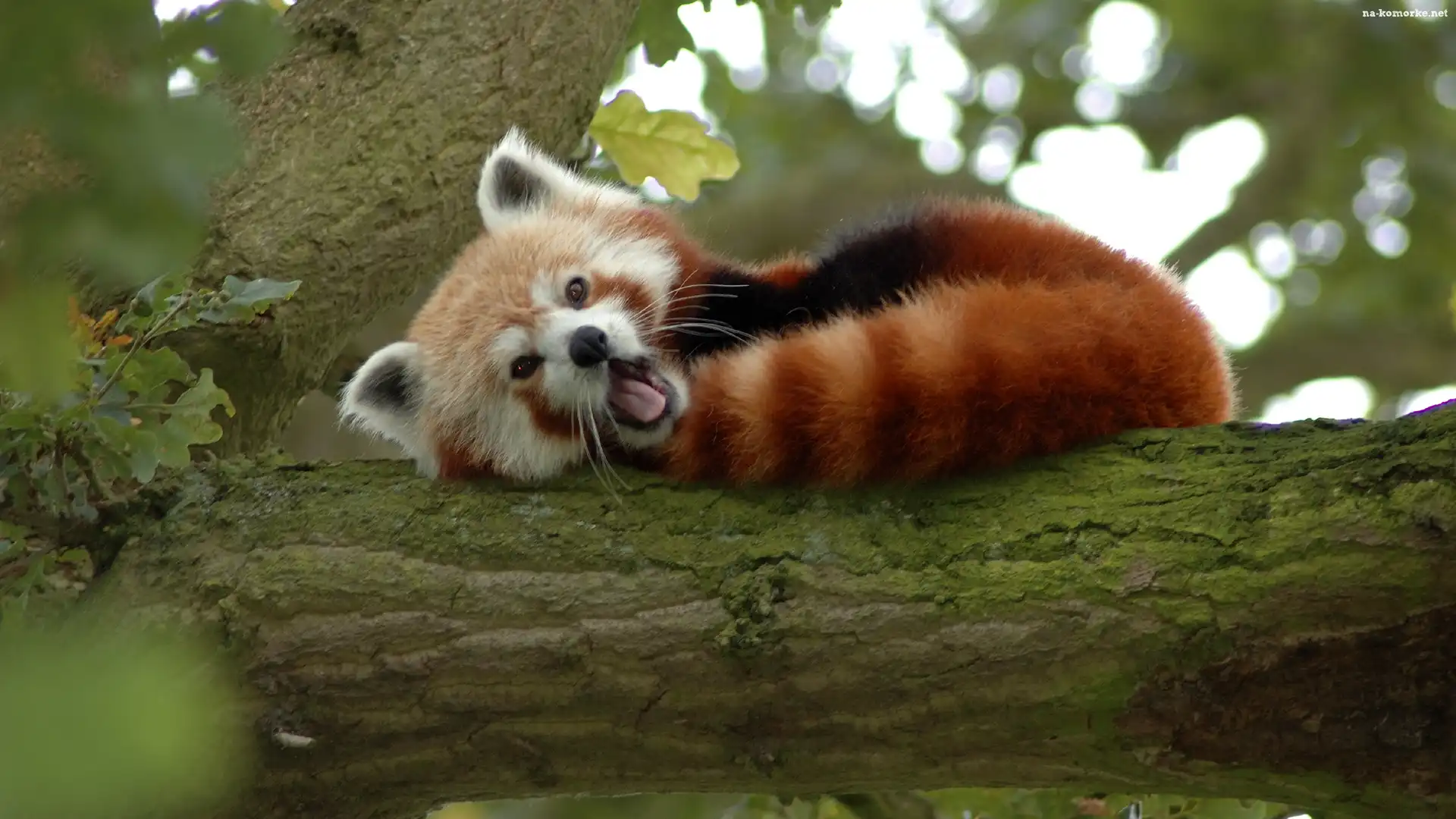 Ziewająca, Panda
