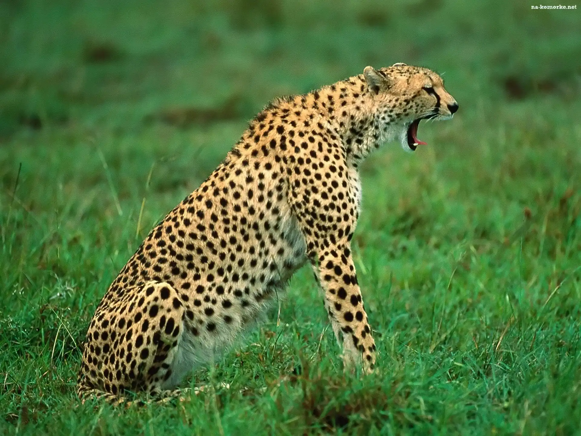 Ziewający, Gepard