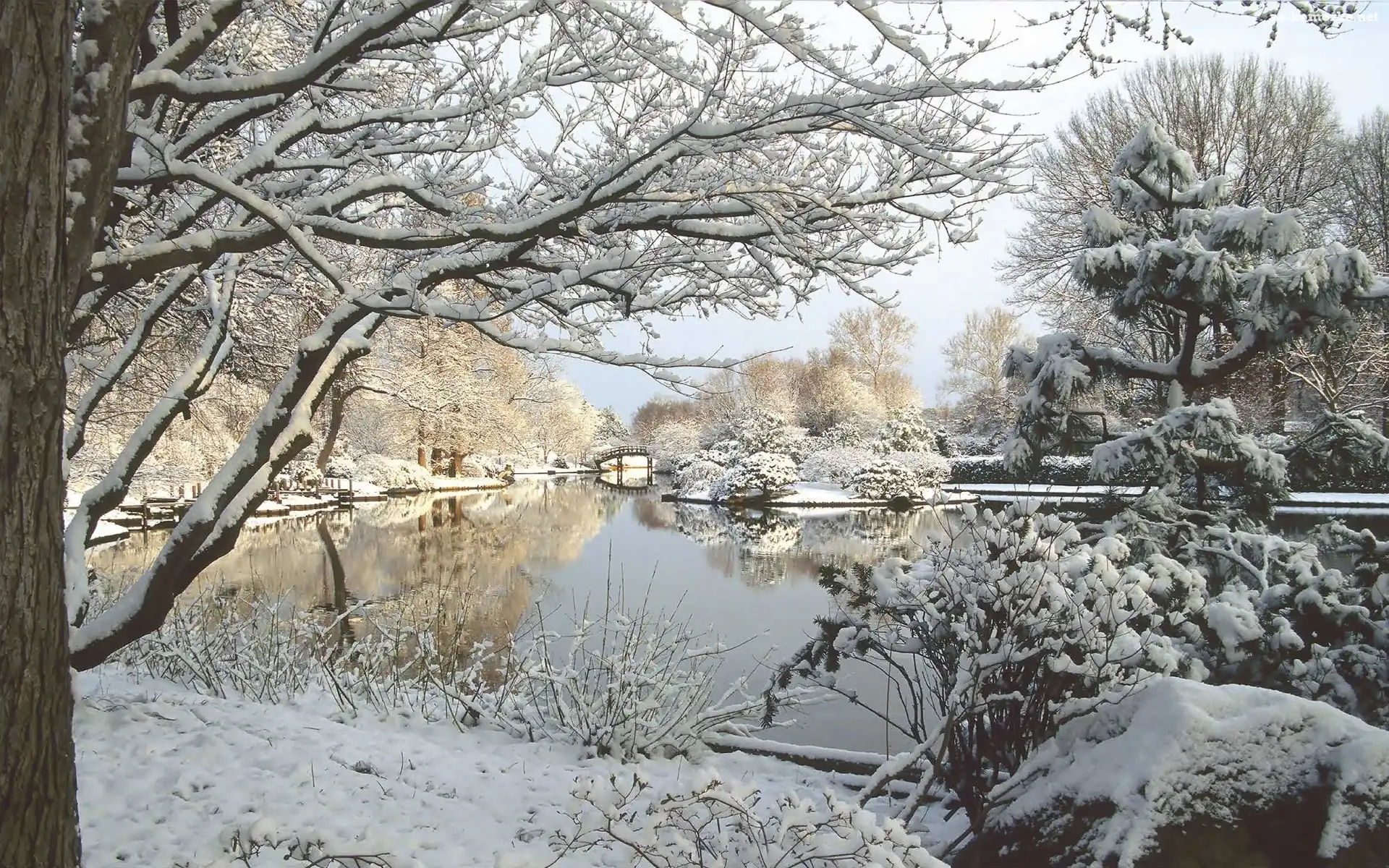 Zima, Jezioro, Ośnieżone, Drzewa, Śnieg