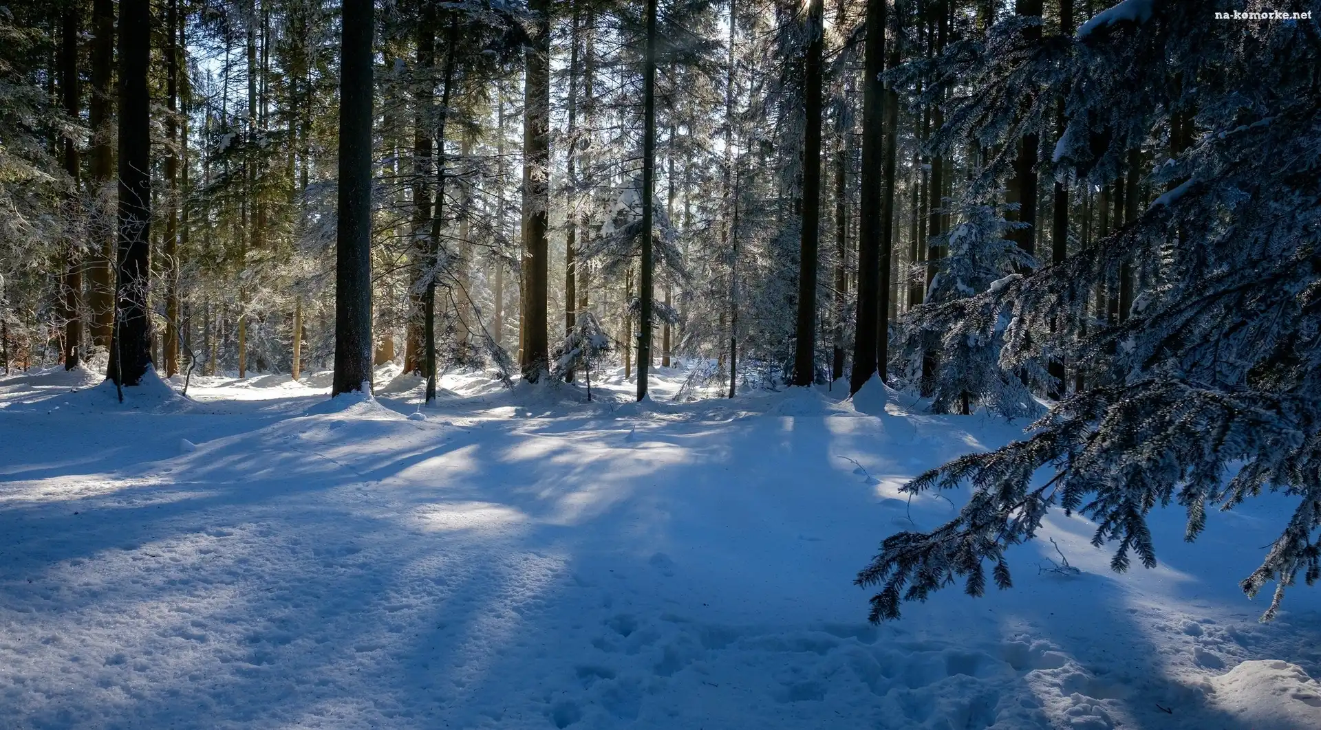 Zima, Śnieg, Las, Drzewa