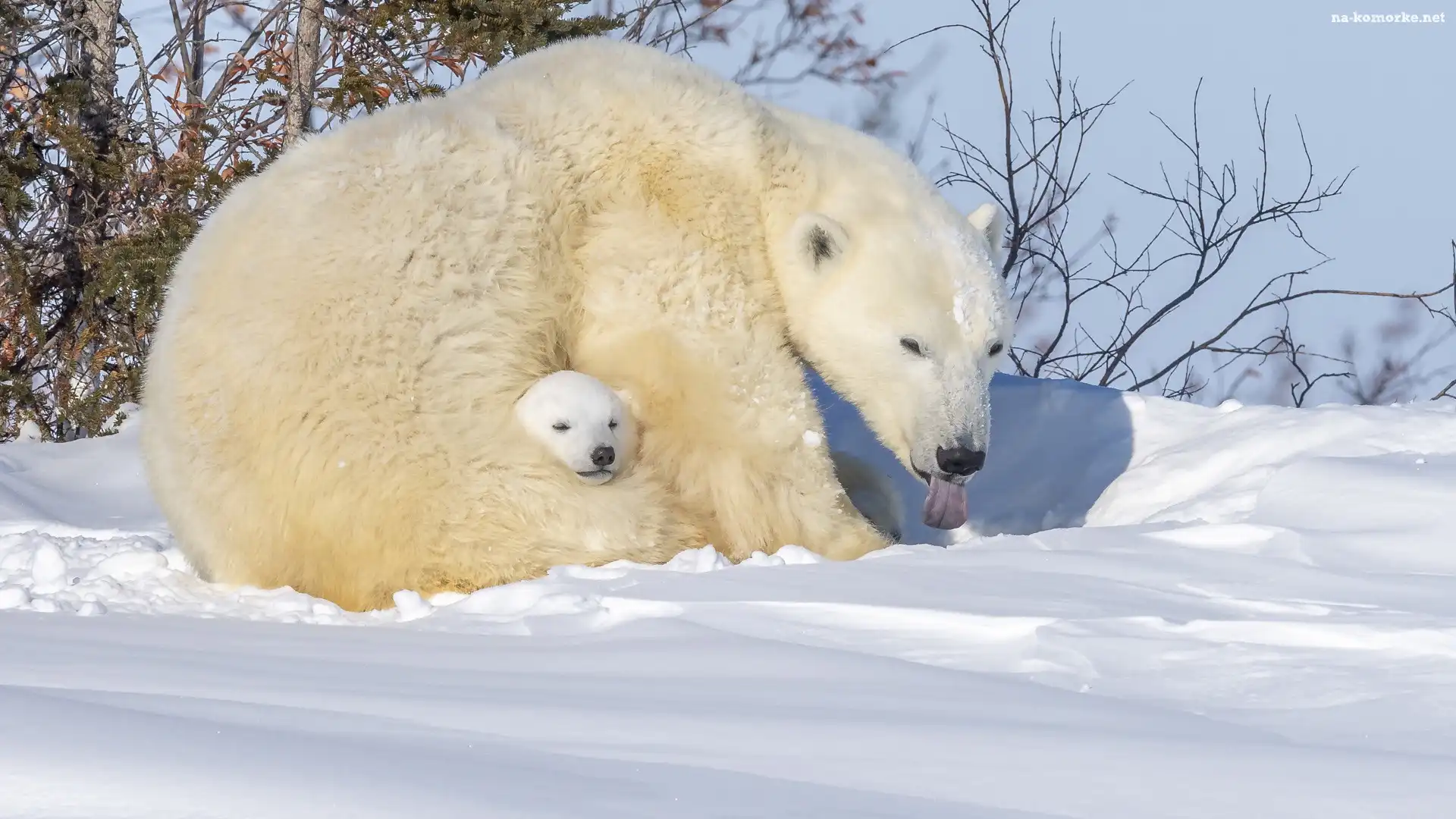 Zima, Dwa, Niedźwiedzie polarne, Niedźwiadek, Śnieg