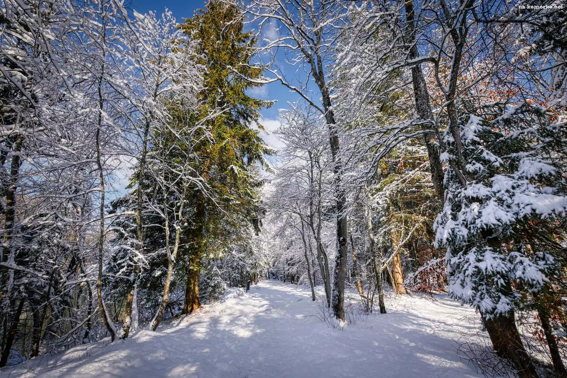 Zima, Las, Drzewa, Śnieg, Gałęzie