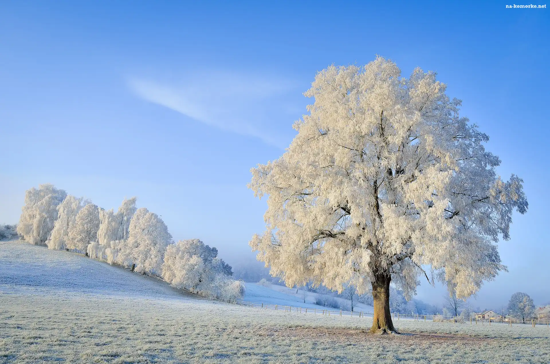 Zima, Drzewa, Śnieg, Ośnieżone