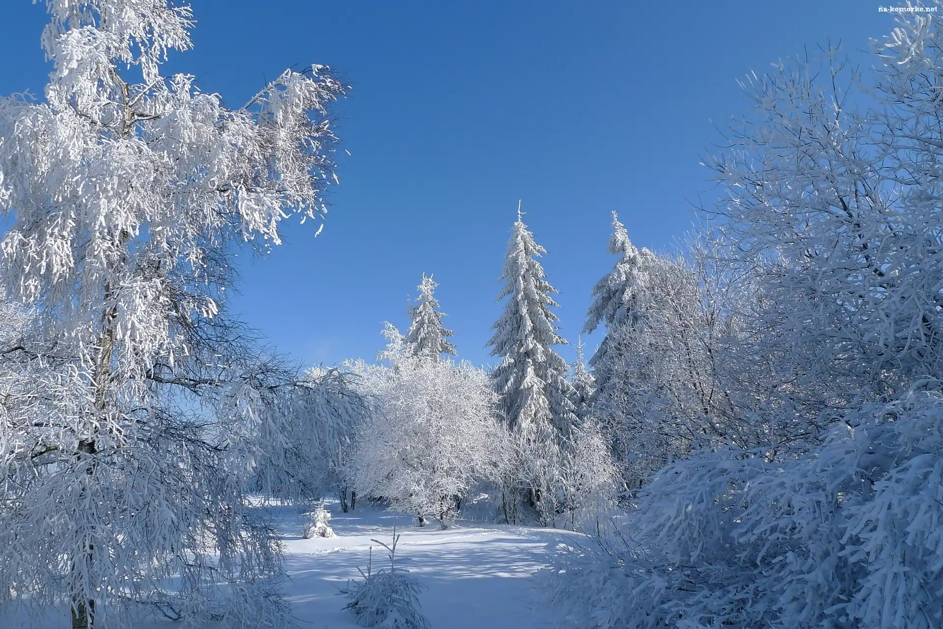 Zima, Drzewa, Śnieg, Oszronione