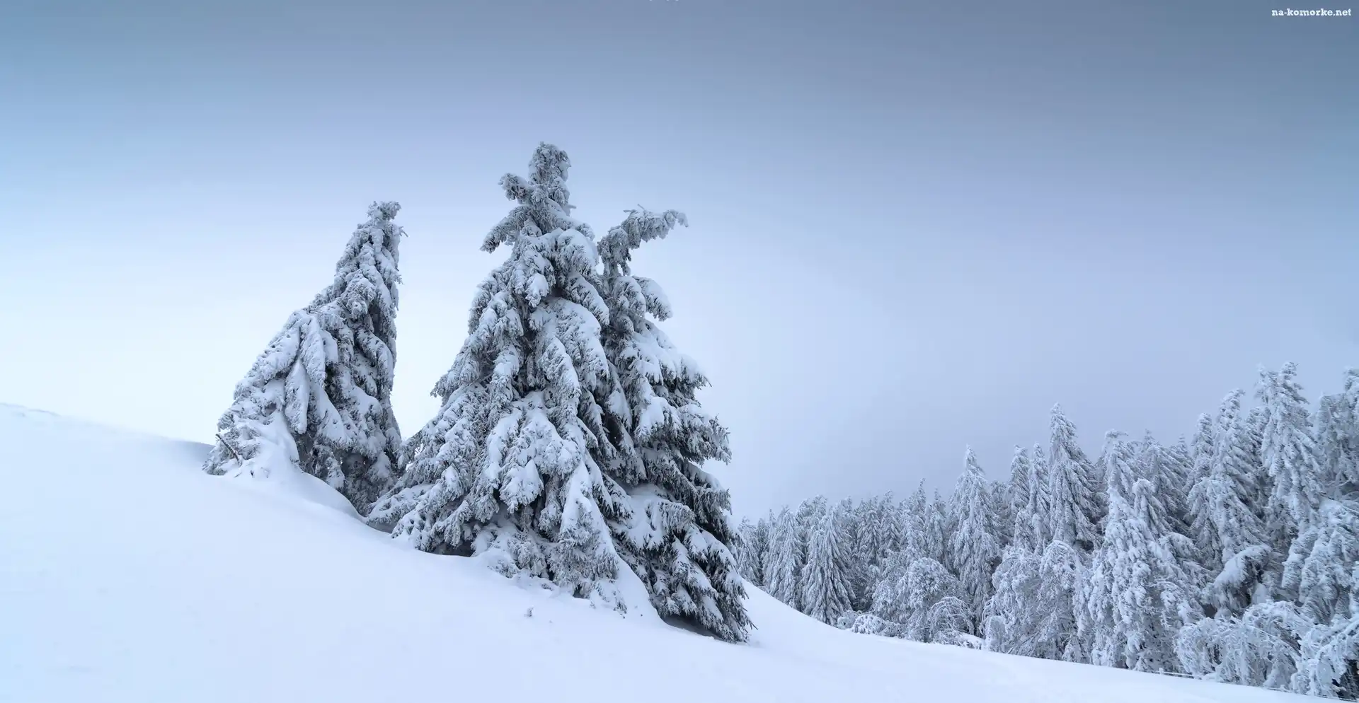 Zima, Las, Ośnieżone, Świerki