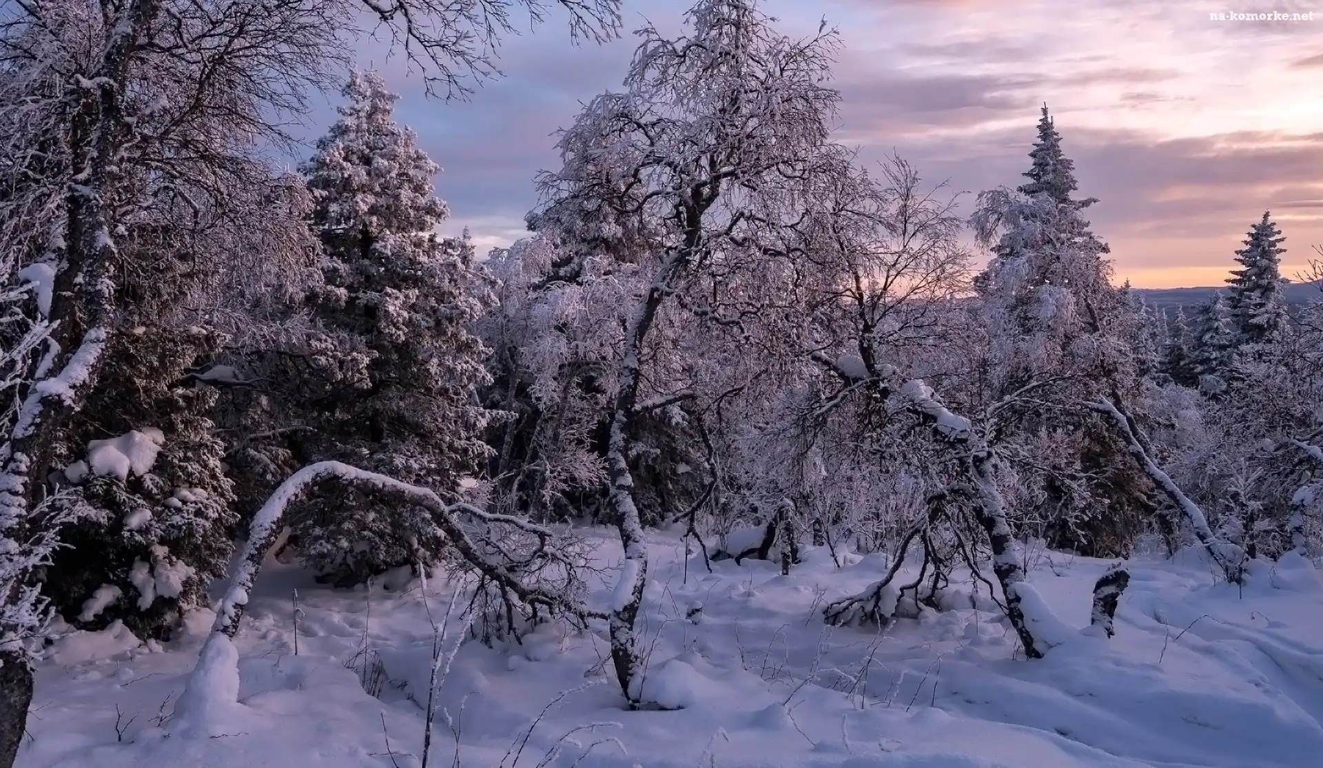 Zima, Las, Śnieg, Ośnieżone, Drzewa