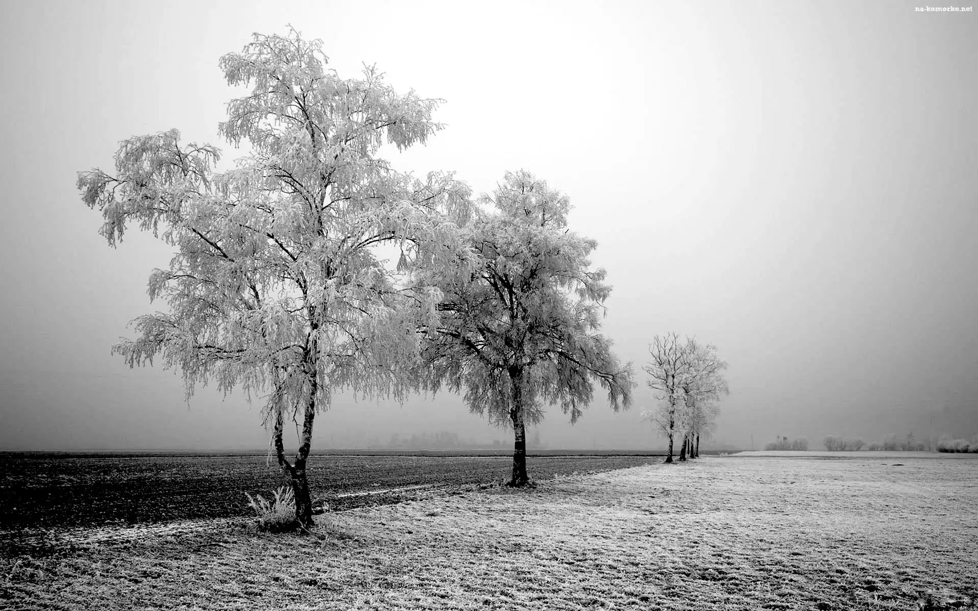 Zima, Pole, Oszronione, Drzewa