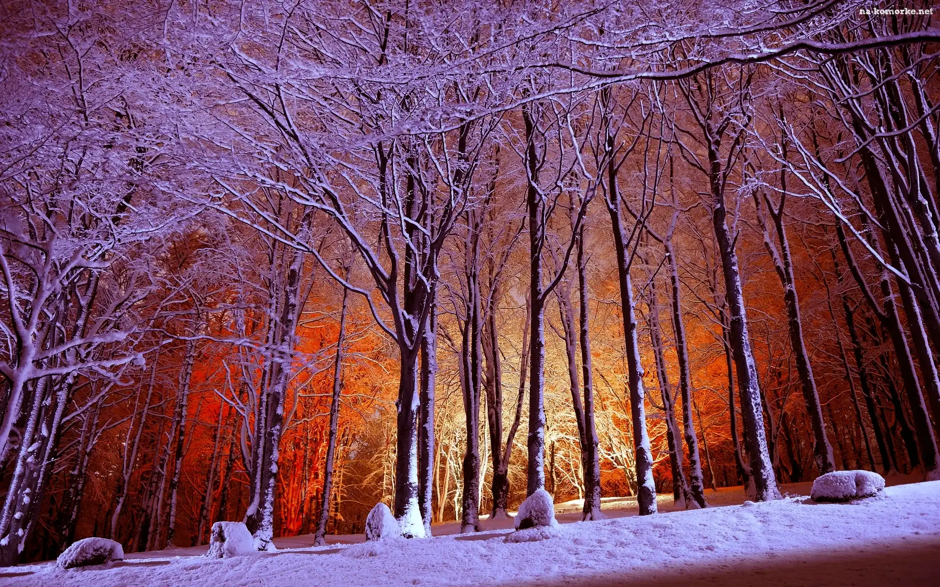Zima, Drzewa, Park, Ośnieżone
