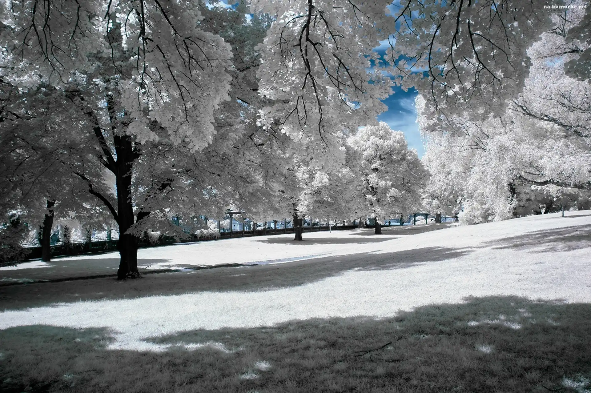 Zima, Drzewa, Park, Oszronione