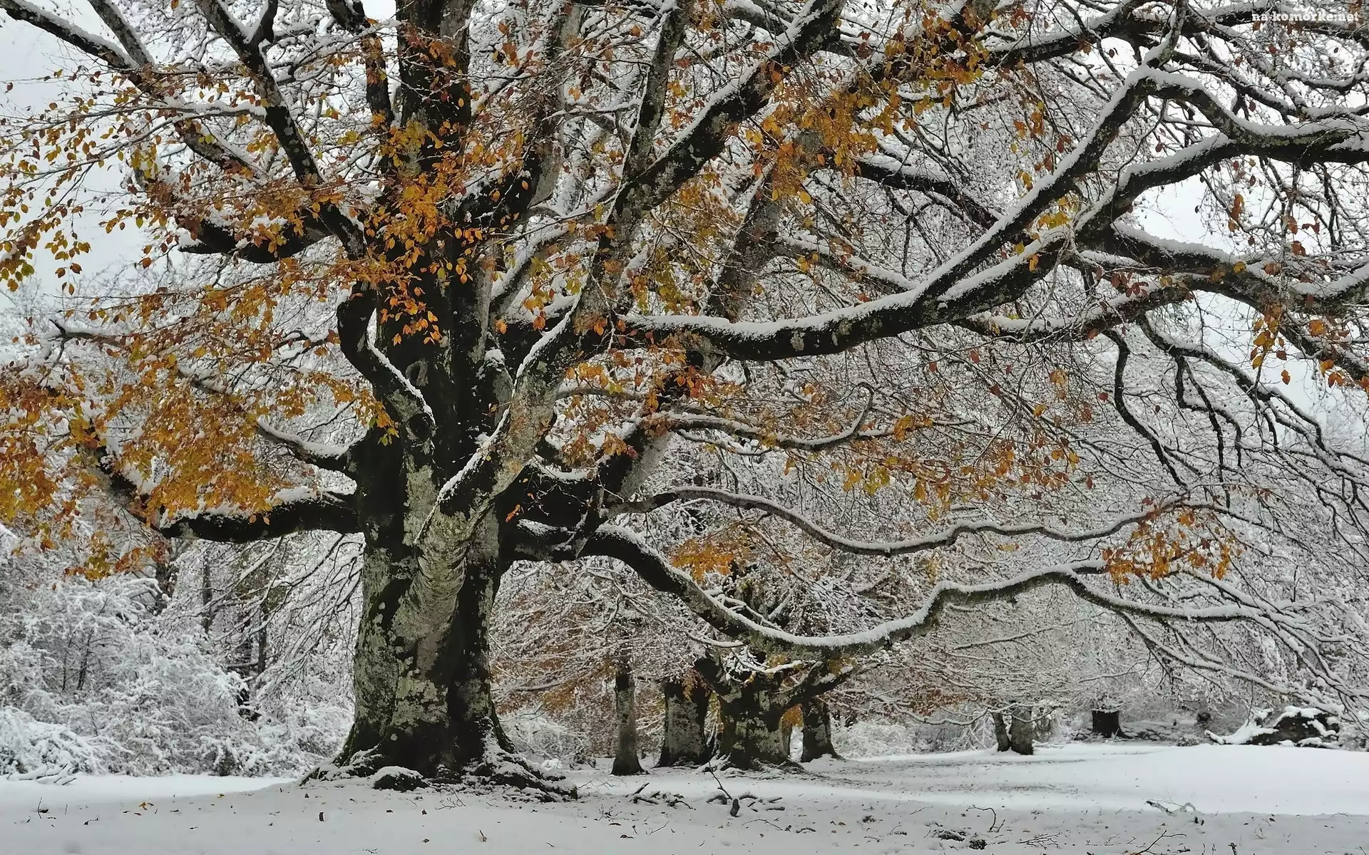 Zima, Drzewo, Park, Ośnieżone