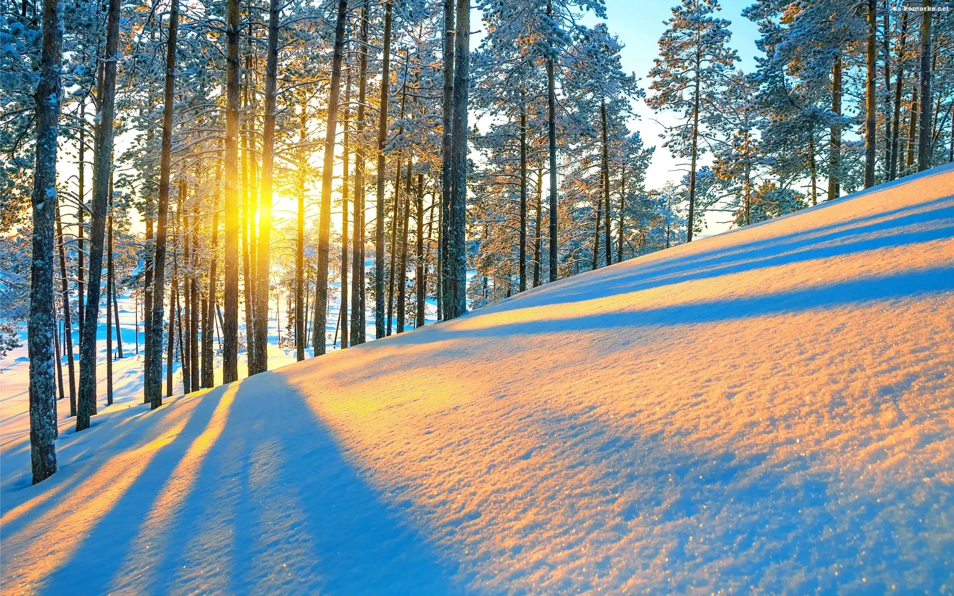 Zima, Góra, Drzewa, Promienie, Słońca