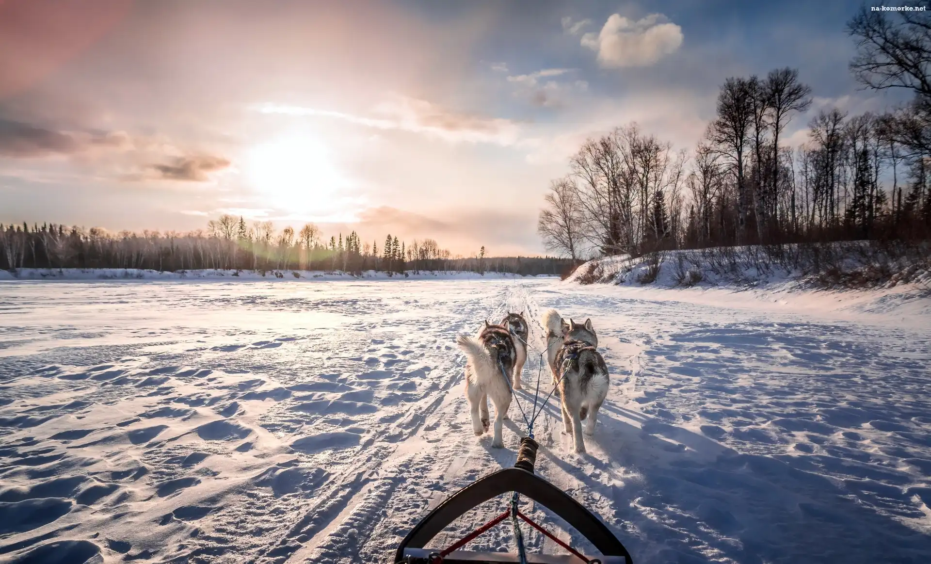 Zima, Zaprzęg, Psy, Siberian husky
