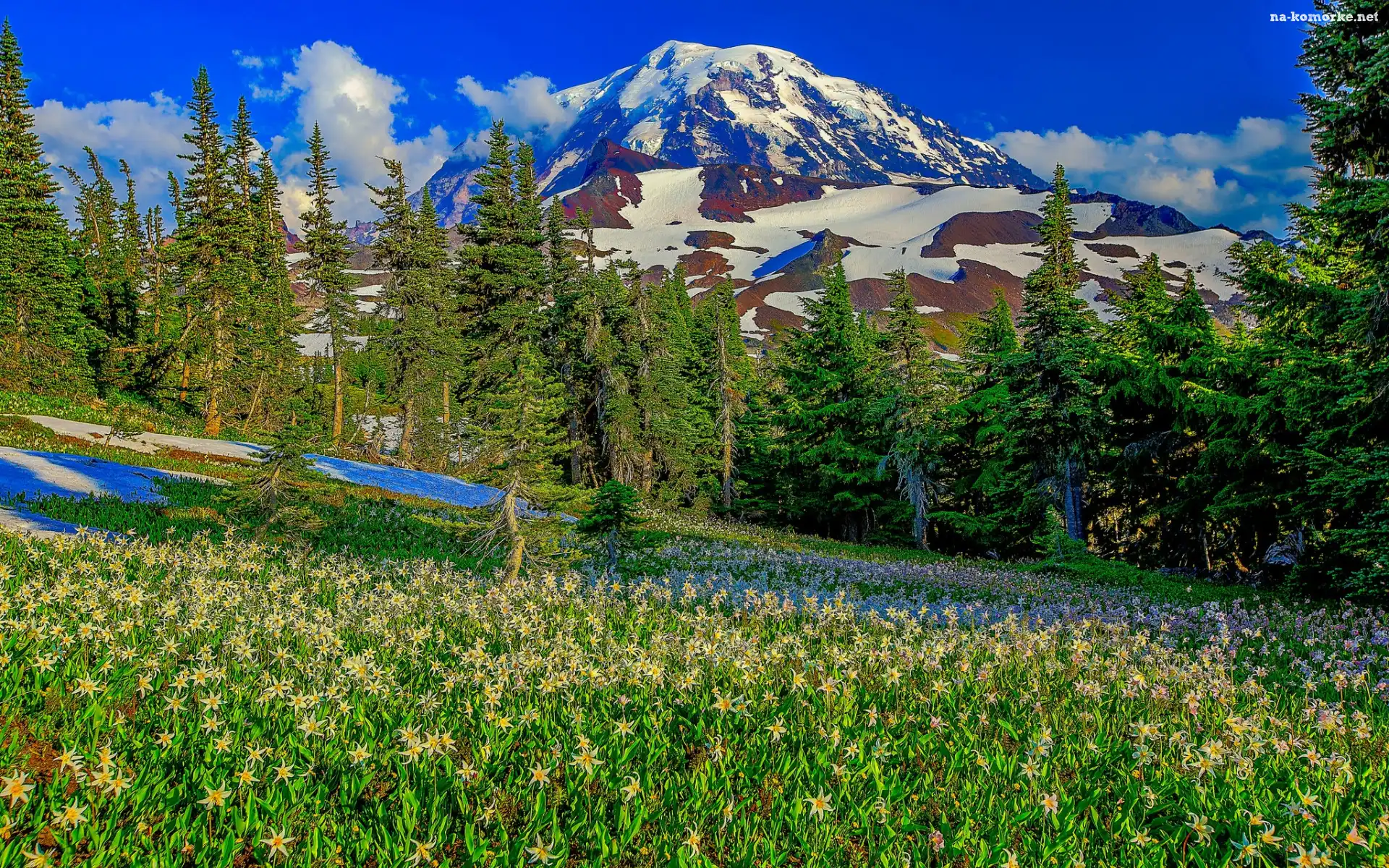 Góry, Stan Waszyngton, Stany Zjednoczone, Łąka, Drzewa, Stratowulkan Mount Rainier, Park Narodowy Mount Rainier