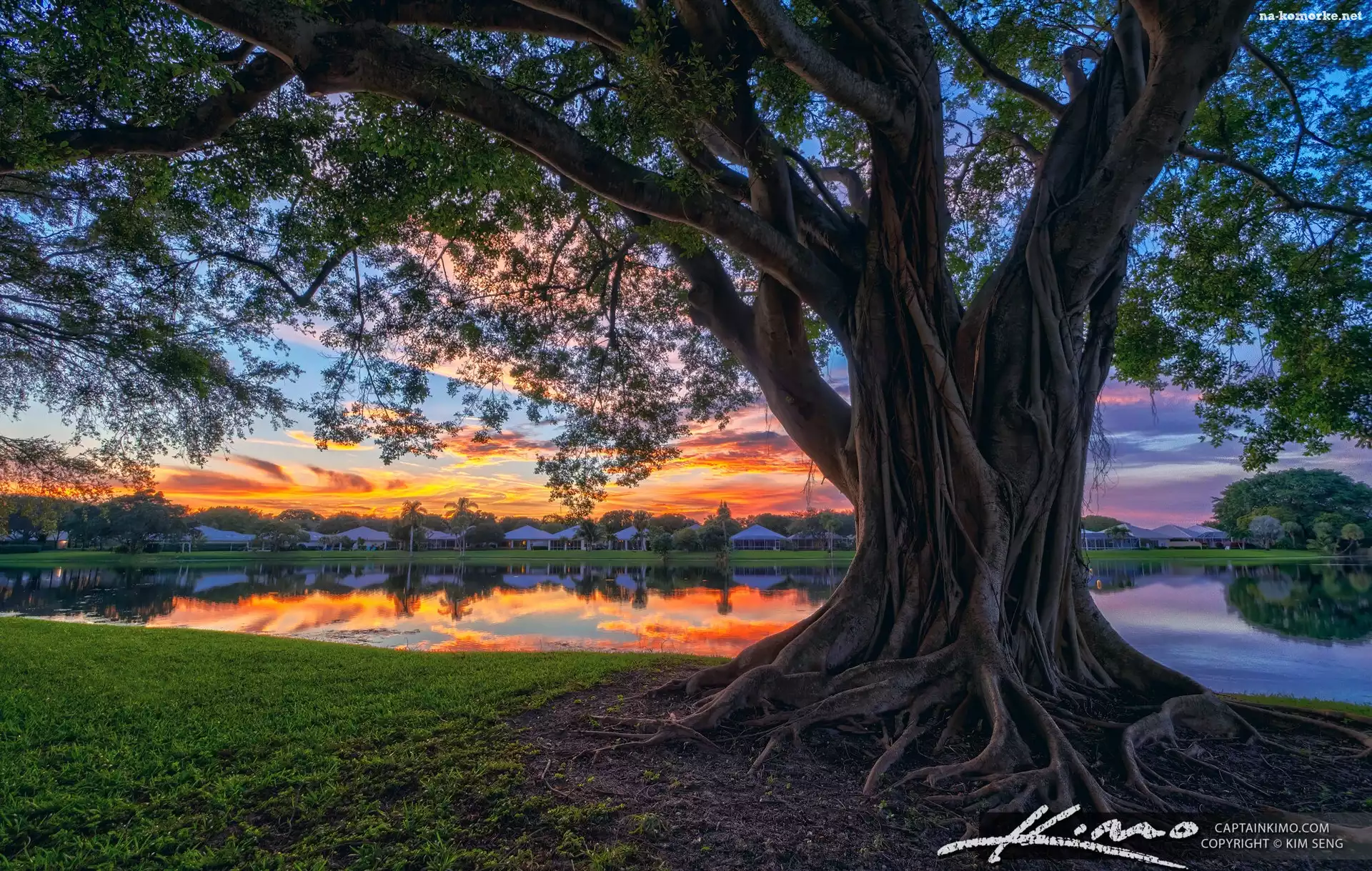 Drzewo figowe, Stany Zjednoczone, Park Stanowy Lake Catherine, Jezioro, Palm Beach Gardens, Floryda