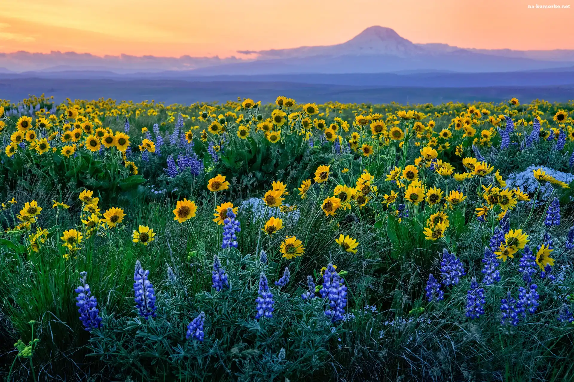 Łubin, Łąka, Zachód słońca, Mount Adams, Góra, Waszyngton, Stany Zjednoczone, Kwiaty, Balsamorhiza