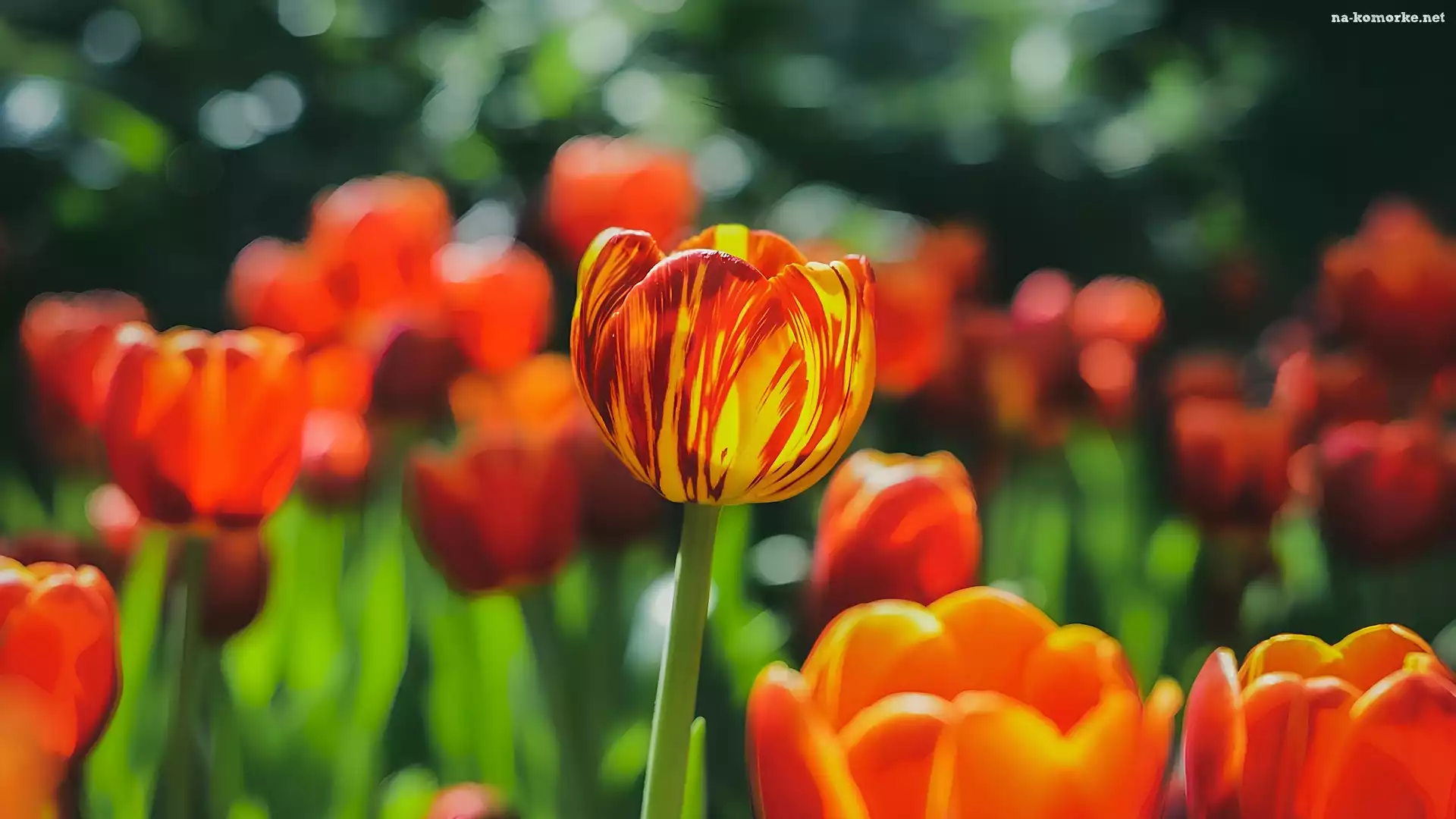 ŻóŁto-czerwony, Tulipan