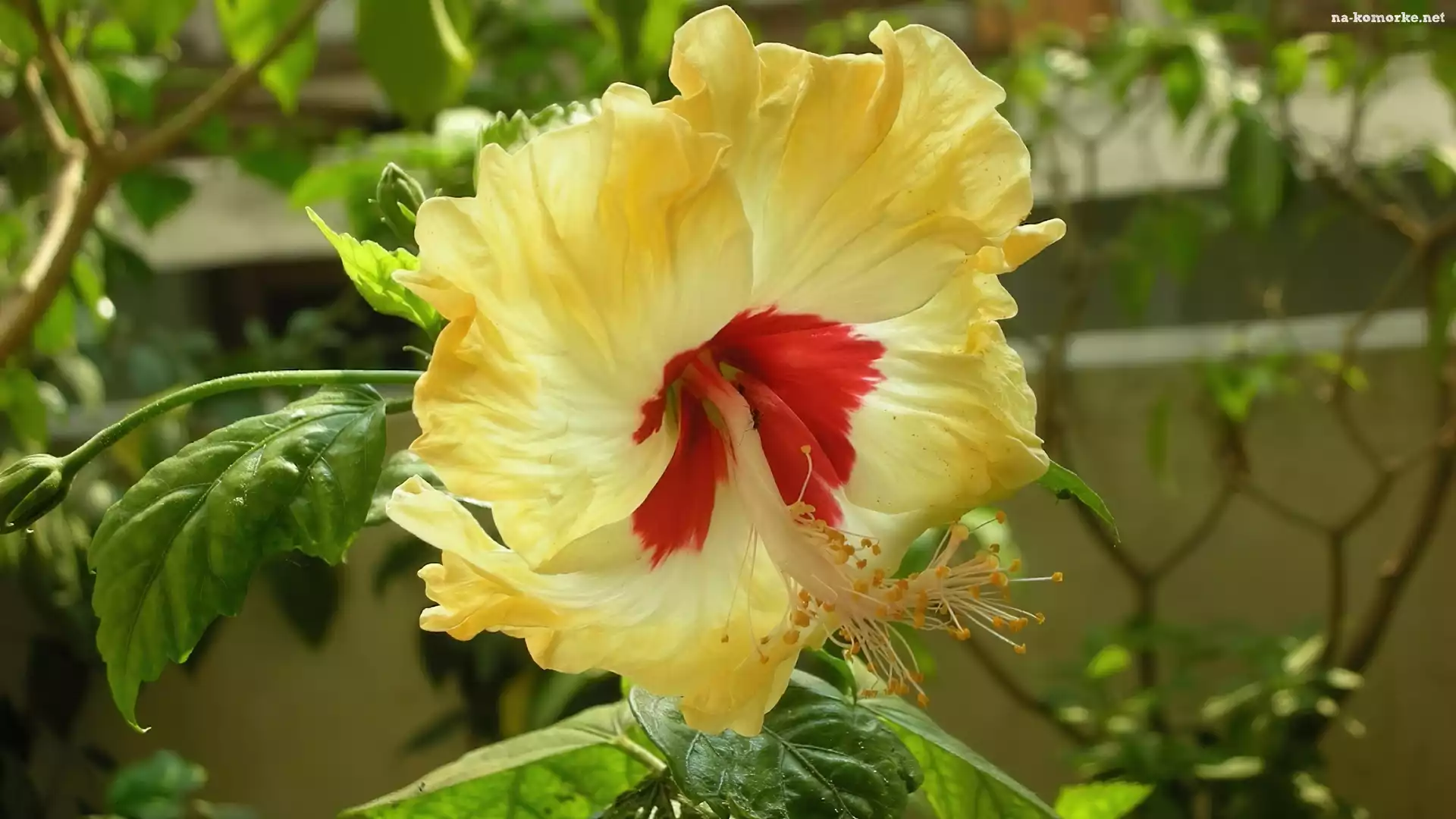 Zółty, Hibiskus