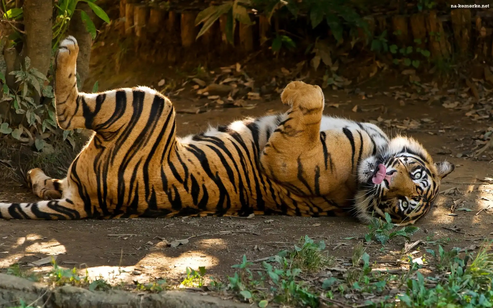 Zoo, Tygrys, Dziki, Kot, Zwierze