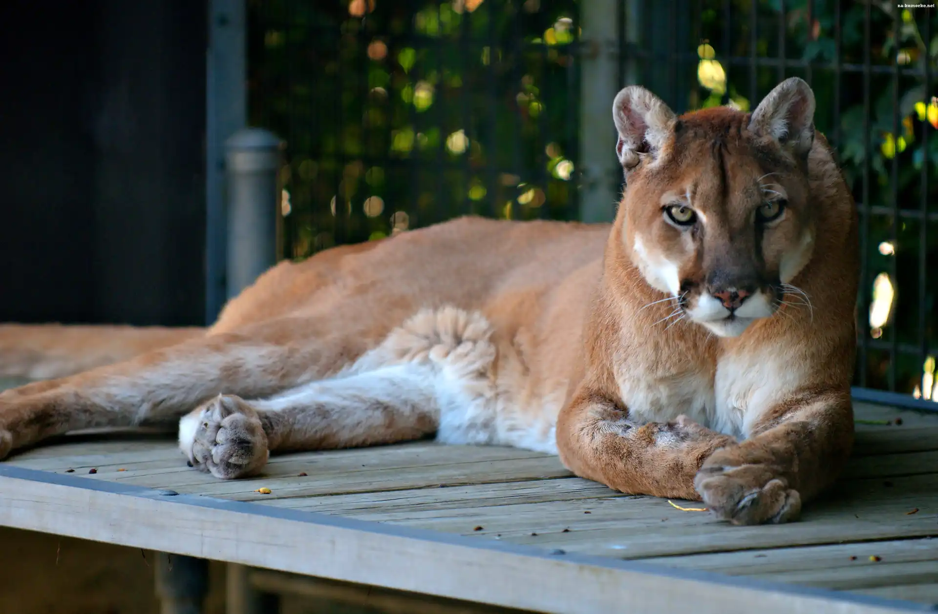 Puma, Zoo, Podest