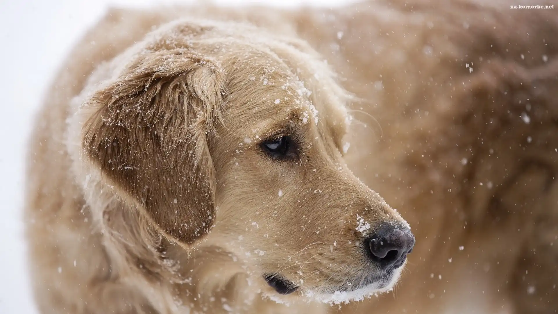 Zwierzęta, Pies, Golden Retriever
